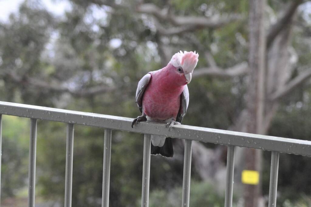 Newly Renovated Hyams Beach Cottage