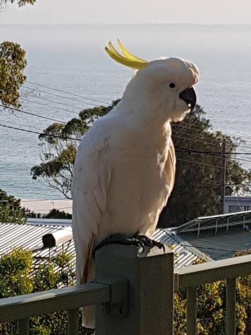 Newly Renovated Hyams Beach Cottage