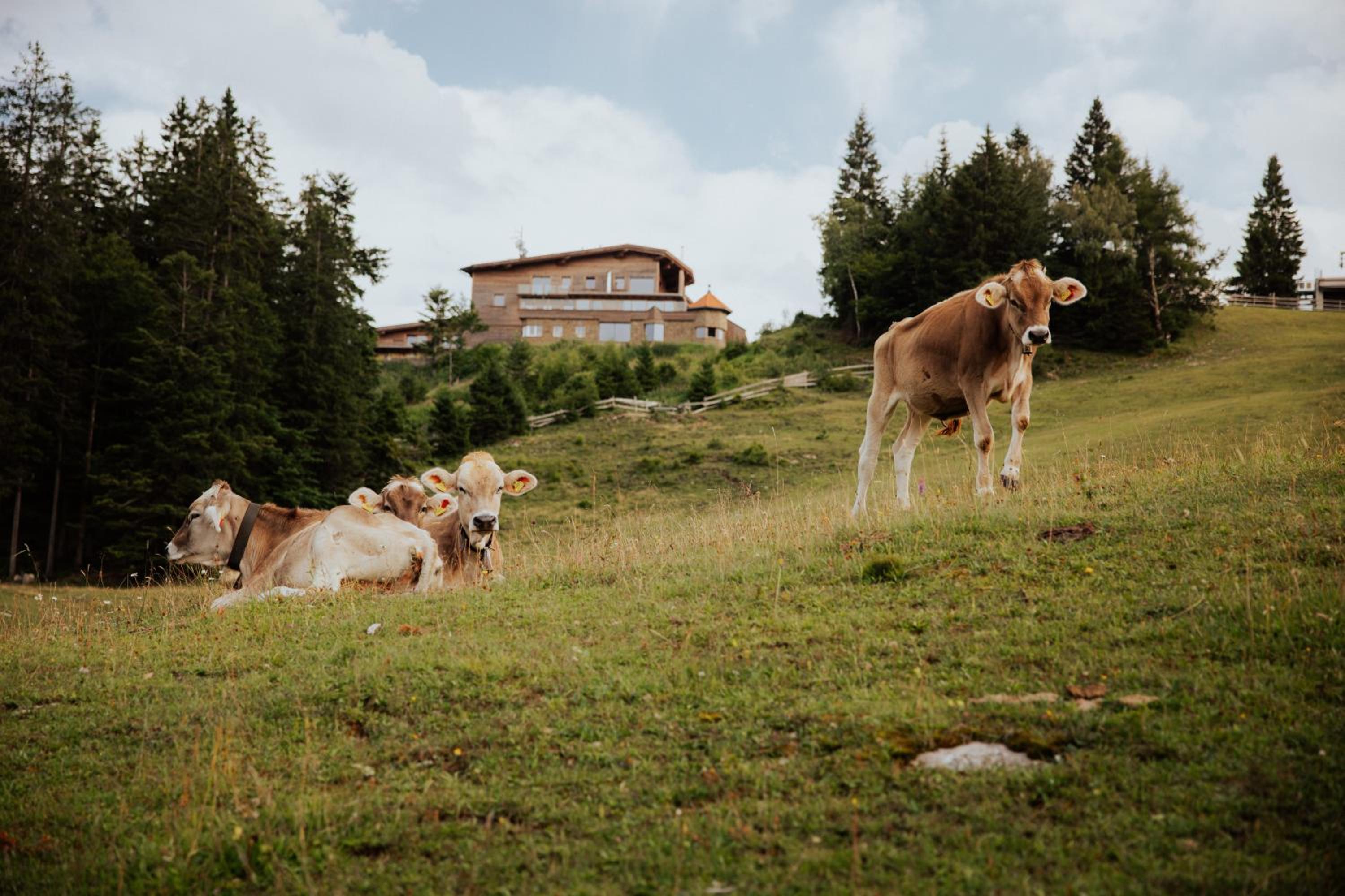 CHALET G12 - Mountain Luxury Apartments