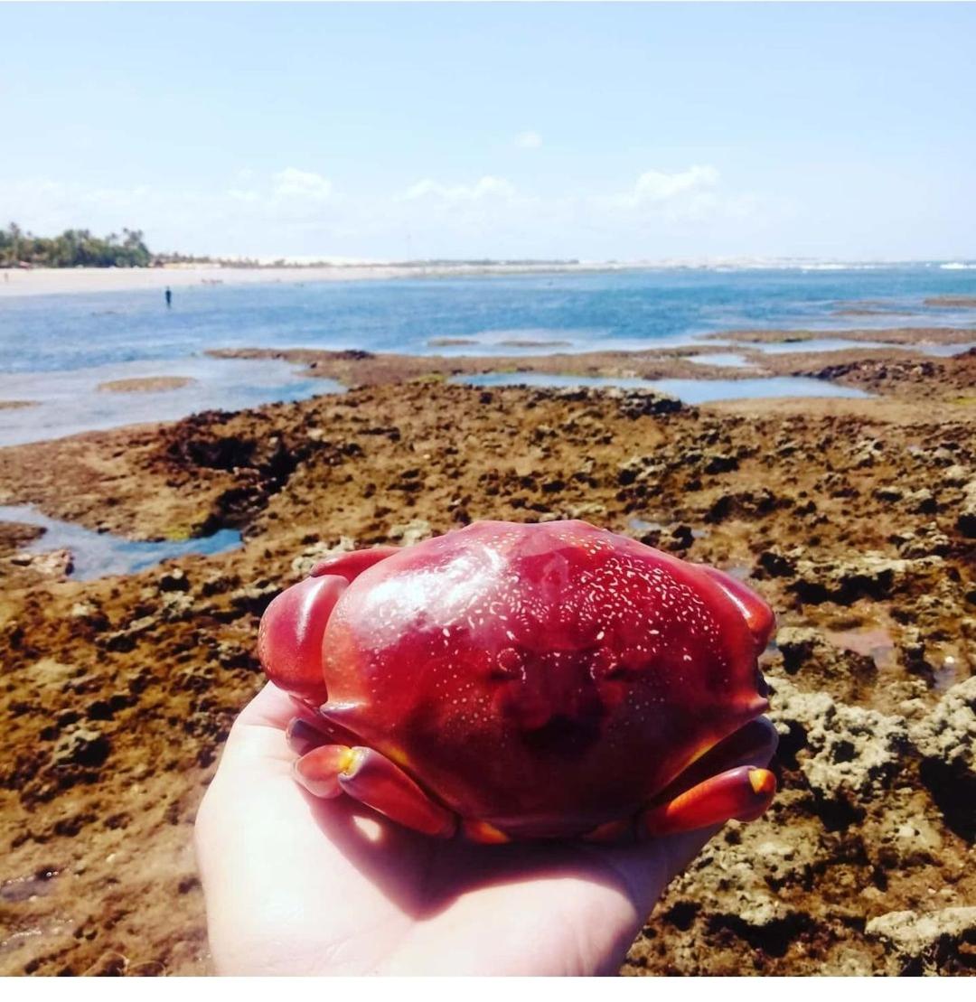 FLECHEIRAS ATLANTICO