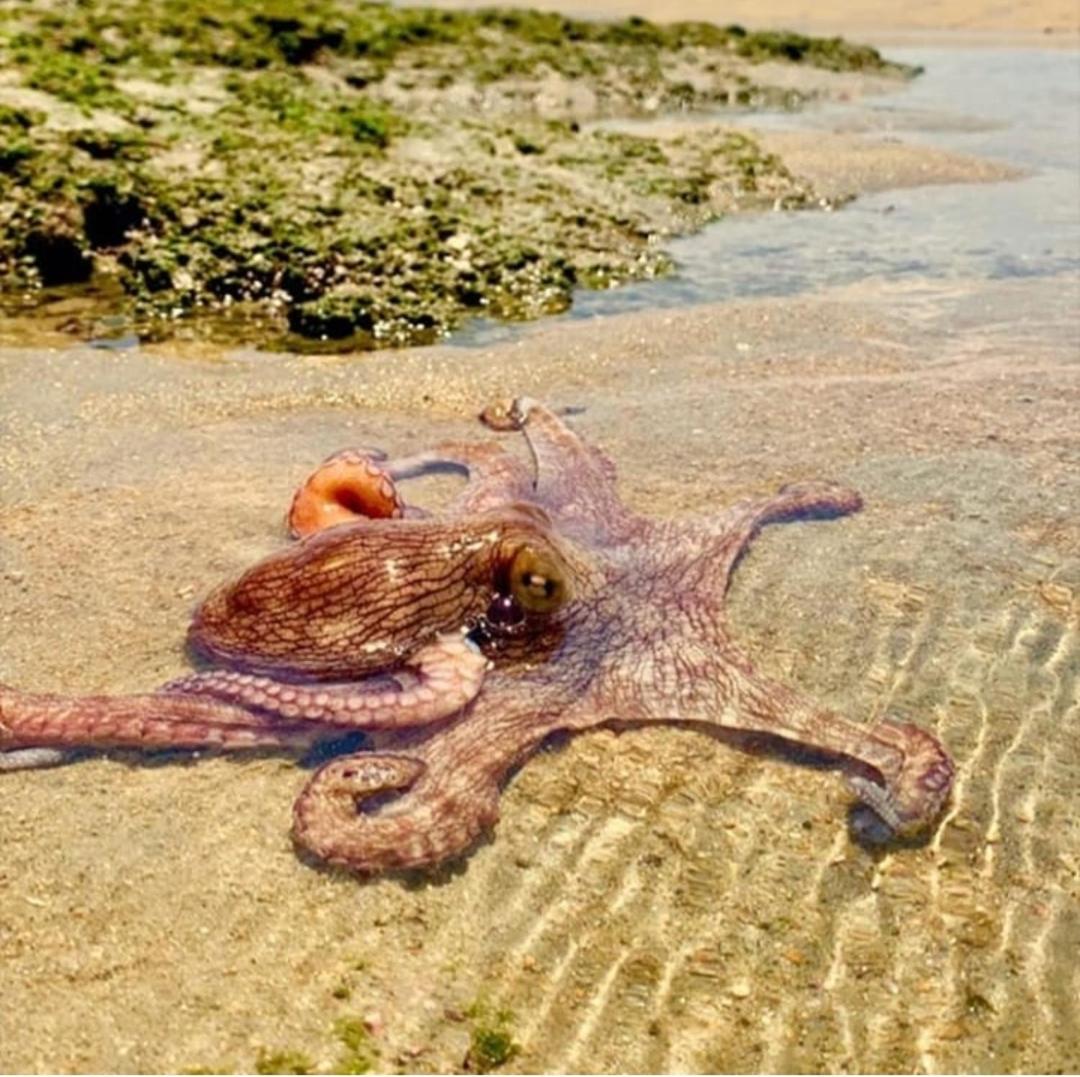 FLECHEIRAS ATLANTICO