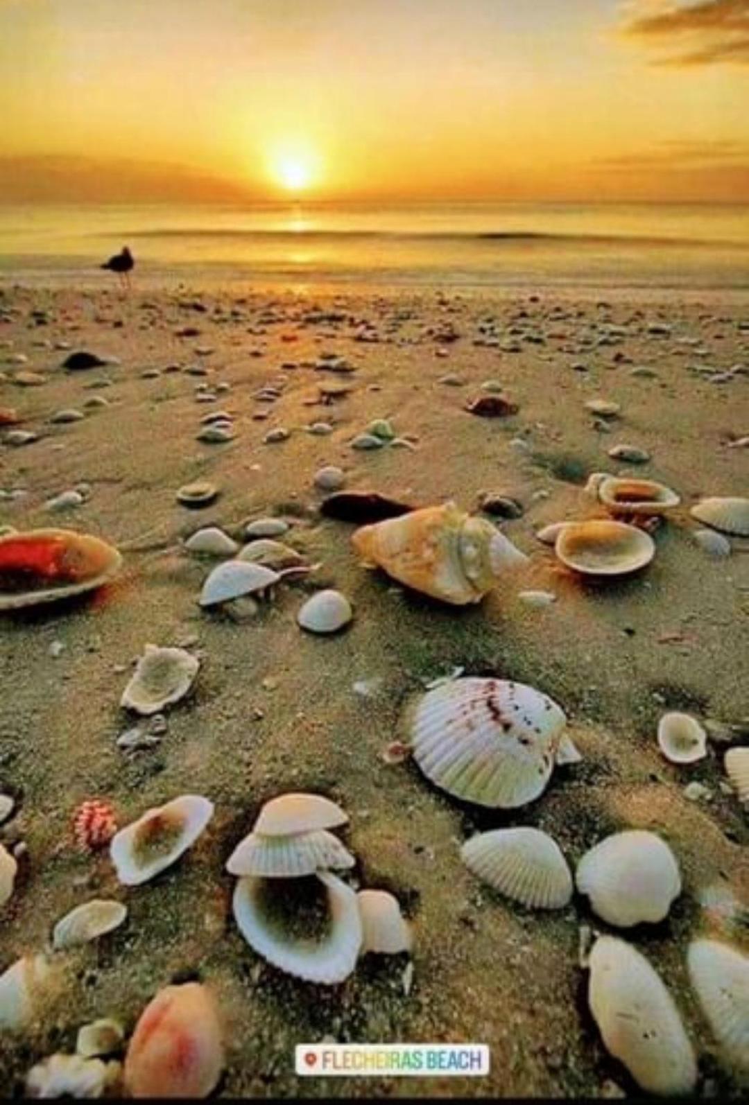FLECHEIRAS ATLANTICO