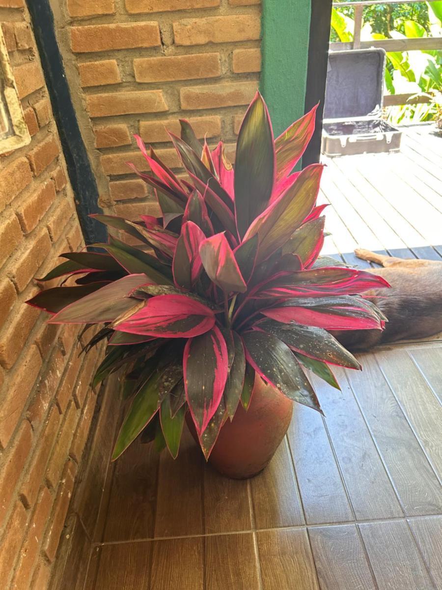 Flor da Mata