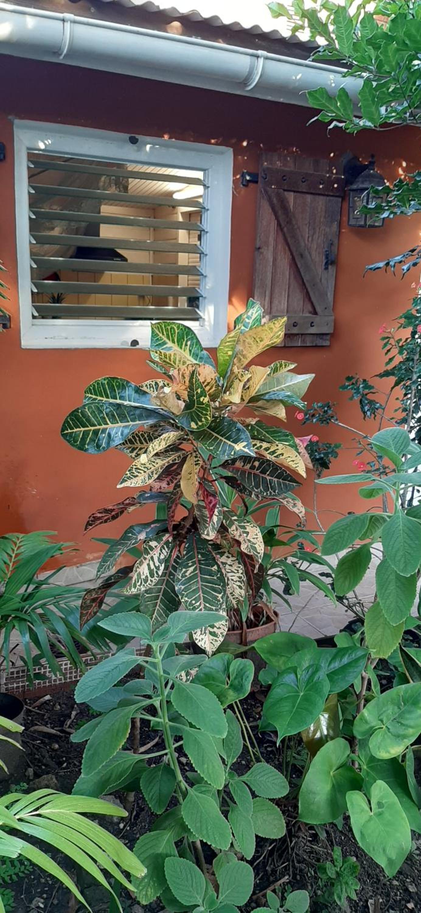 Bungalow Mangifera proche de la plage view 4