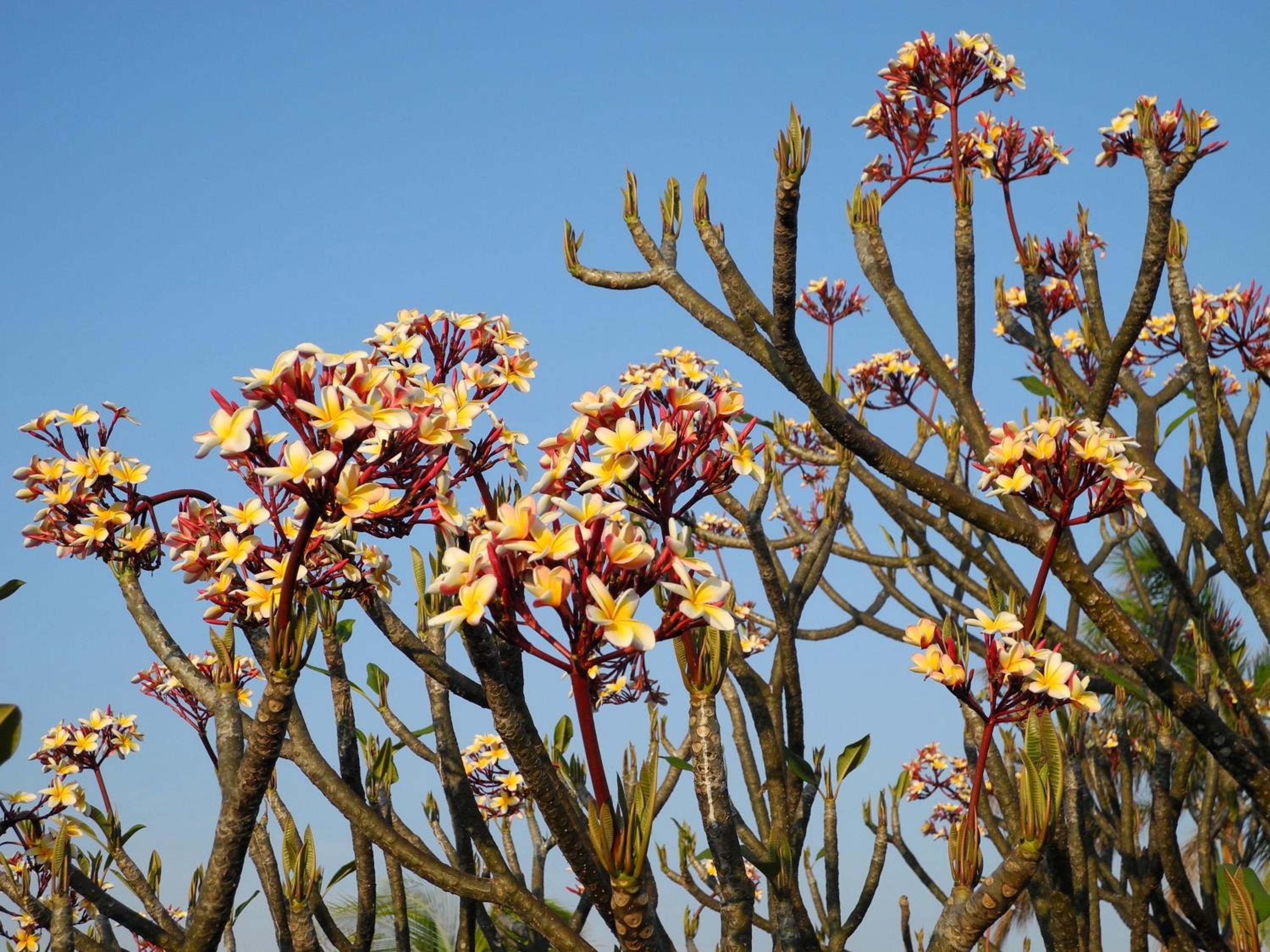 Photo 43