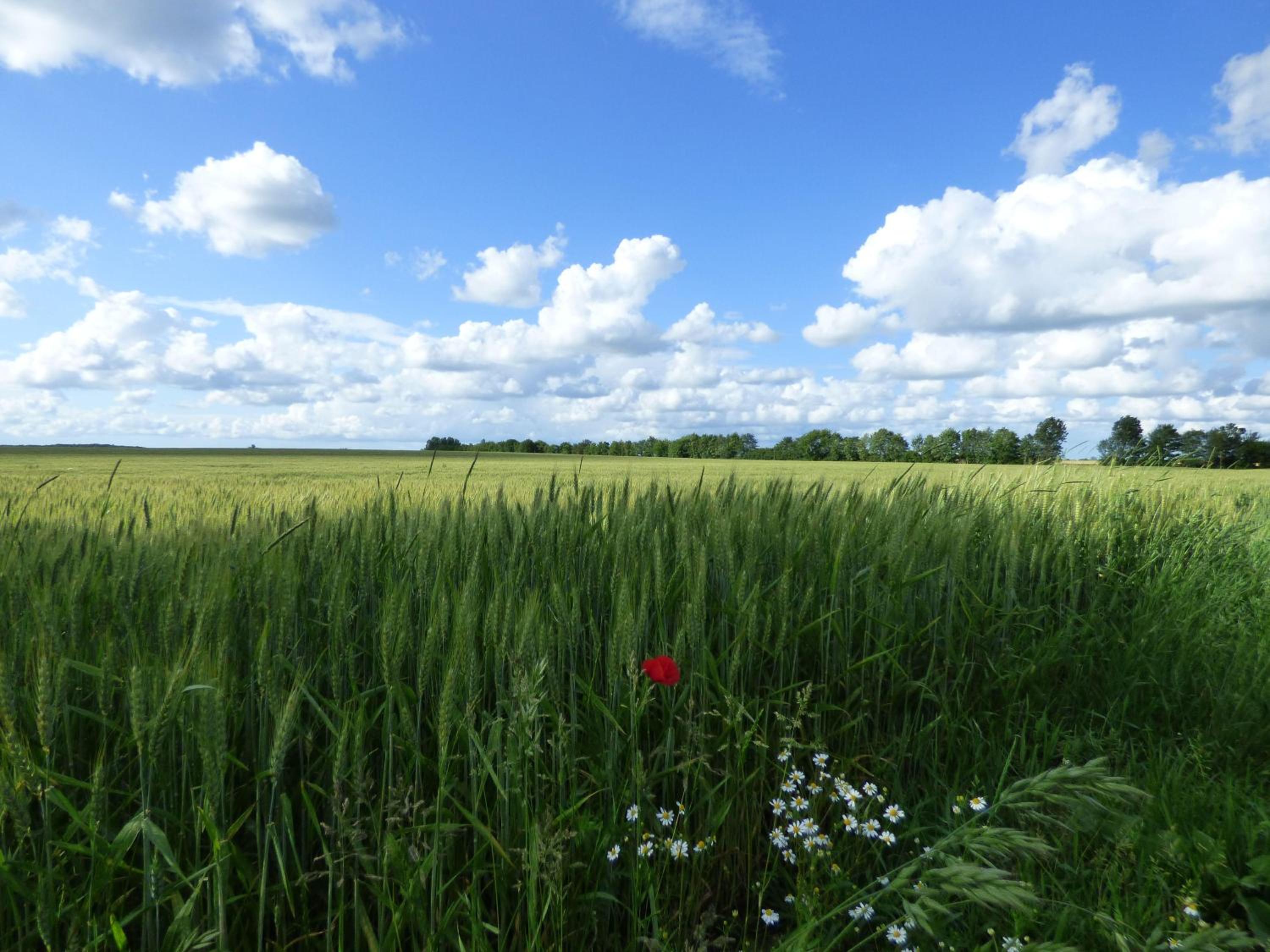 Ferienhaus-Natur-Erholung-Pur-Mecklenburgische-Seenplatte-zwischen-Mueritz-und-Ostsee