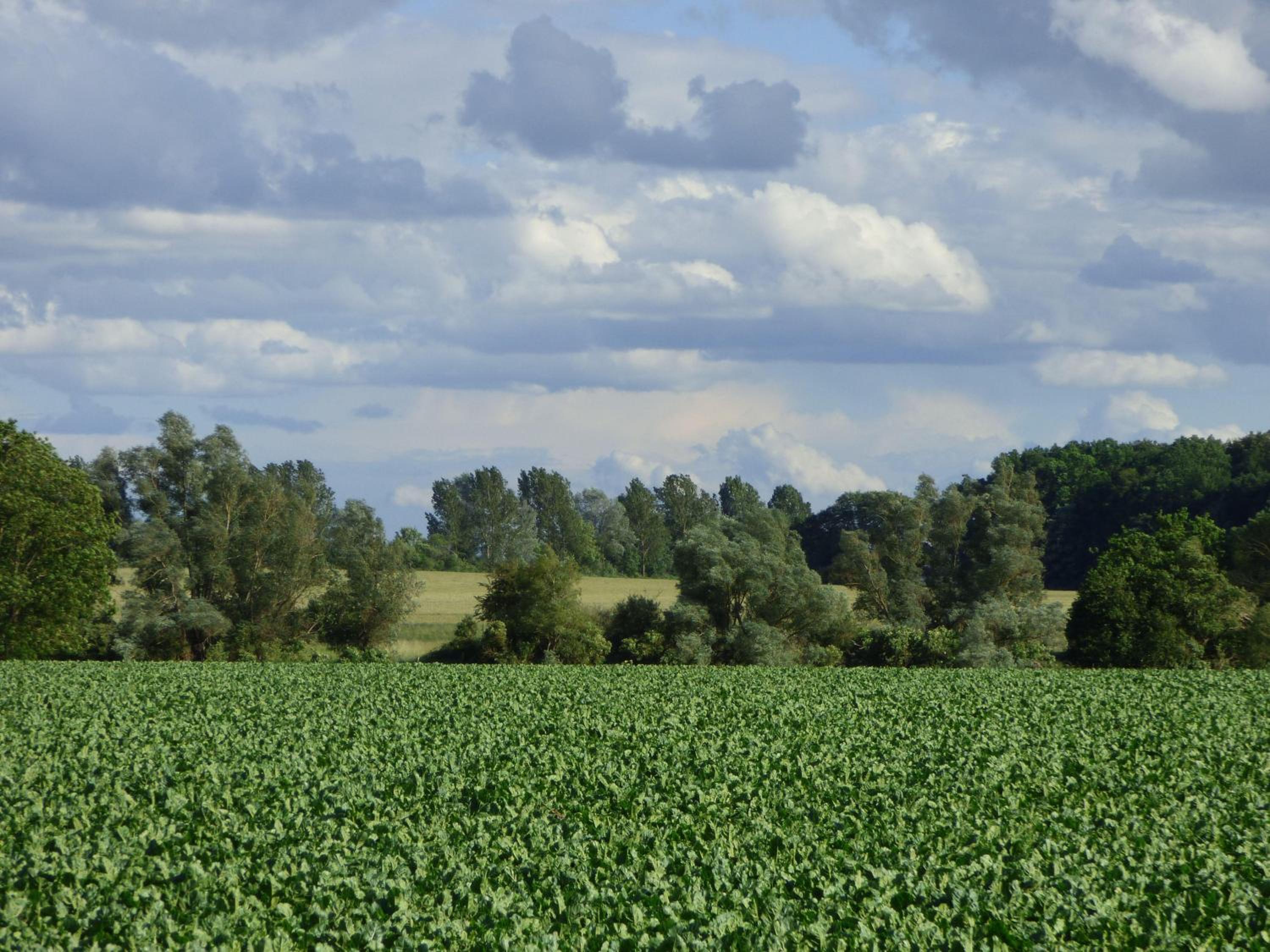 Ferienhaus-Natur-Erholung-Pur-Mecklenburgische-Seenplatte-zwischen-Mueritz-und-Ostsee