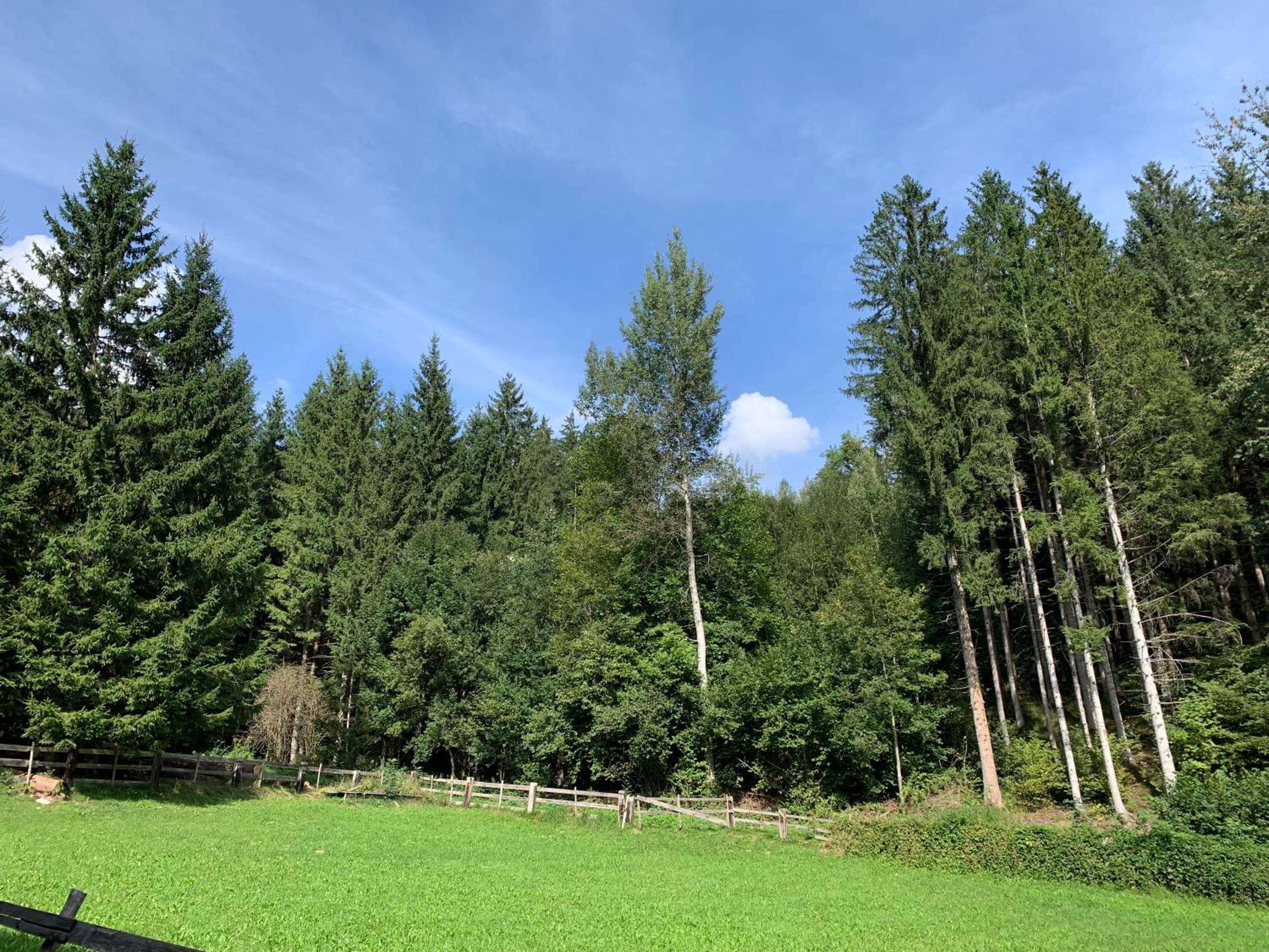 Waldblick - Neubau - Self-Check-In - kein Verkehr - am Wald - Parkplätze vor Tür - apartment or double room