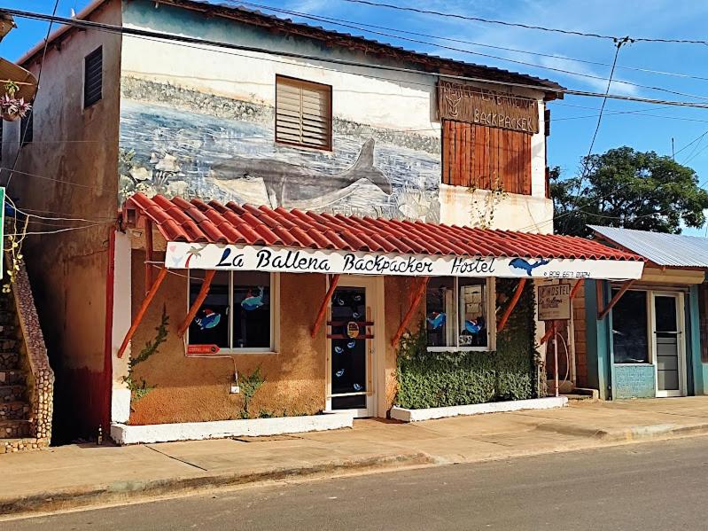 Hostel La Ballena Backpacker