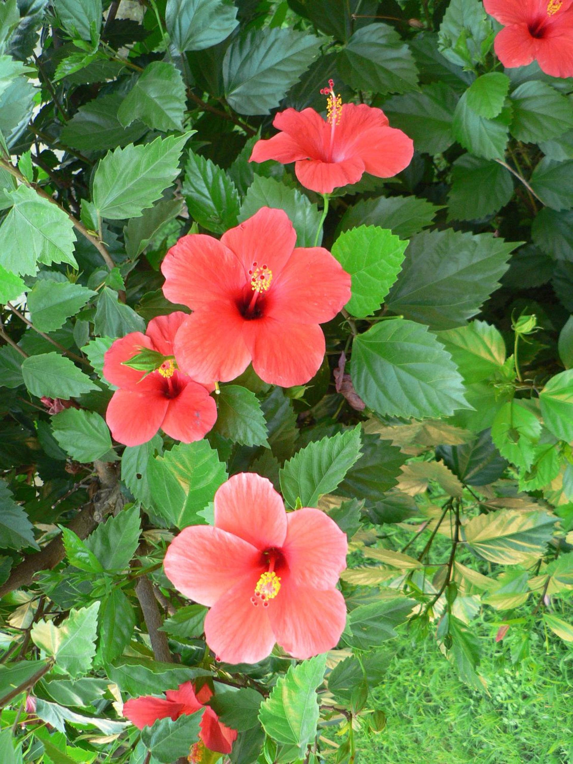 Photo 43