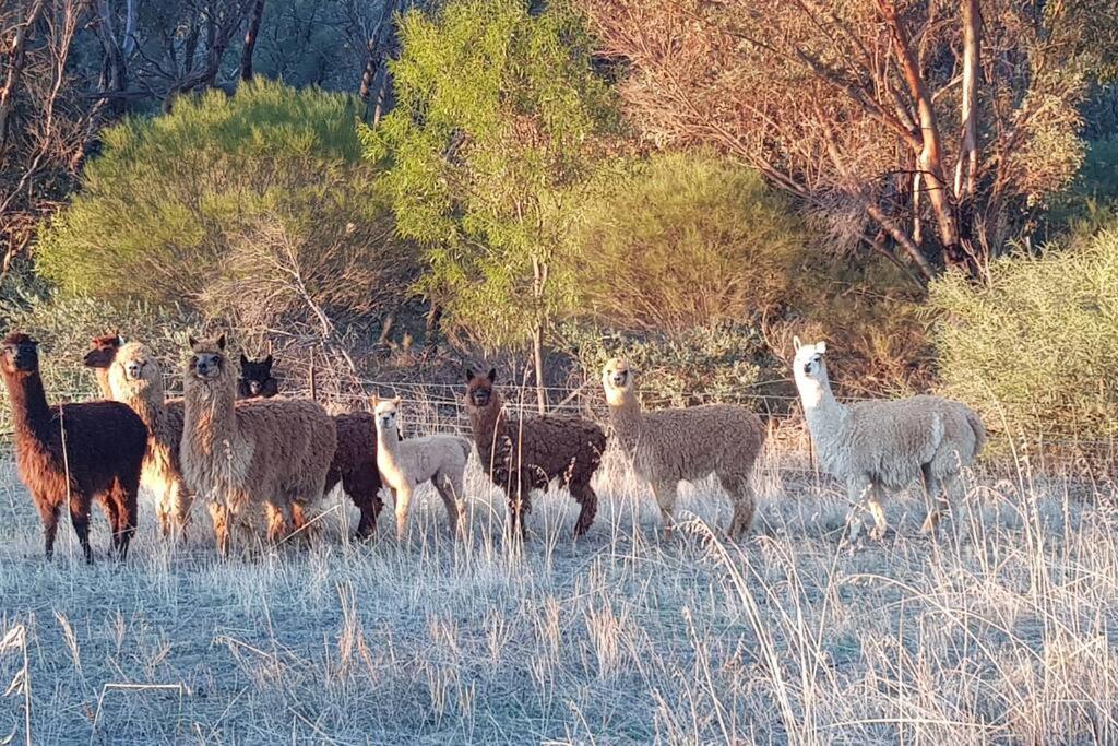 Rose Creek Farm Stay, Williams