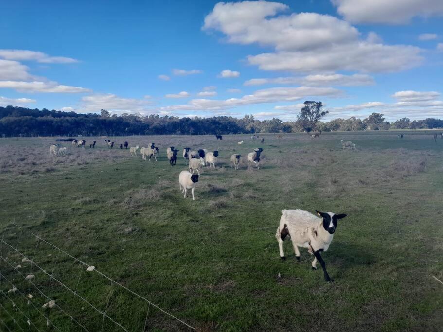 Rose Creek Farm Stay, Williams