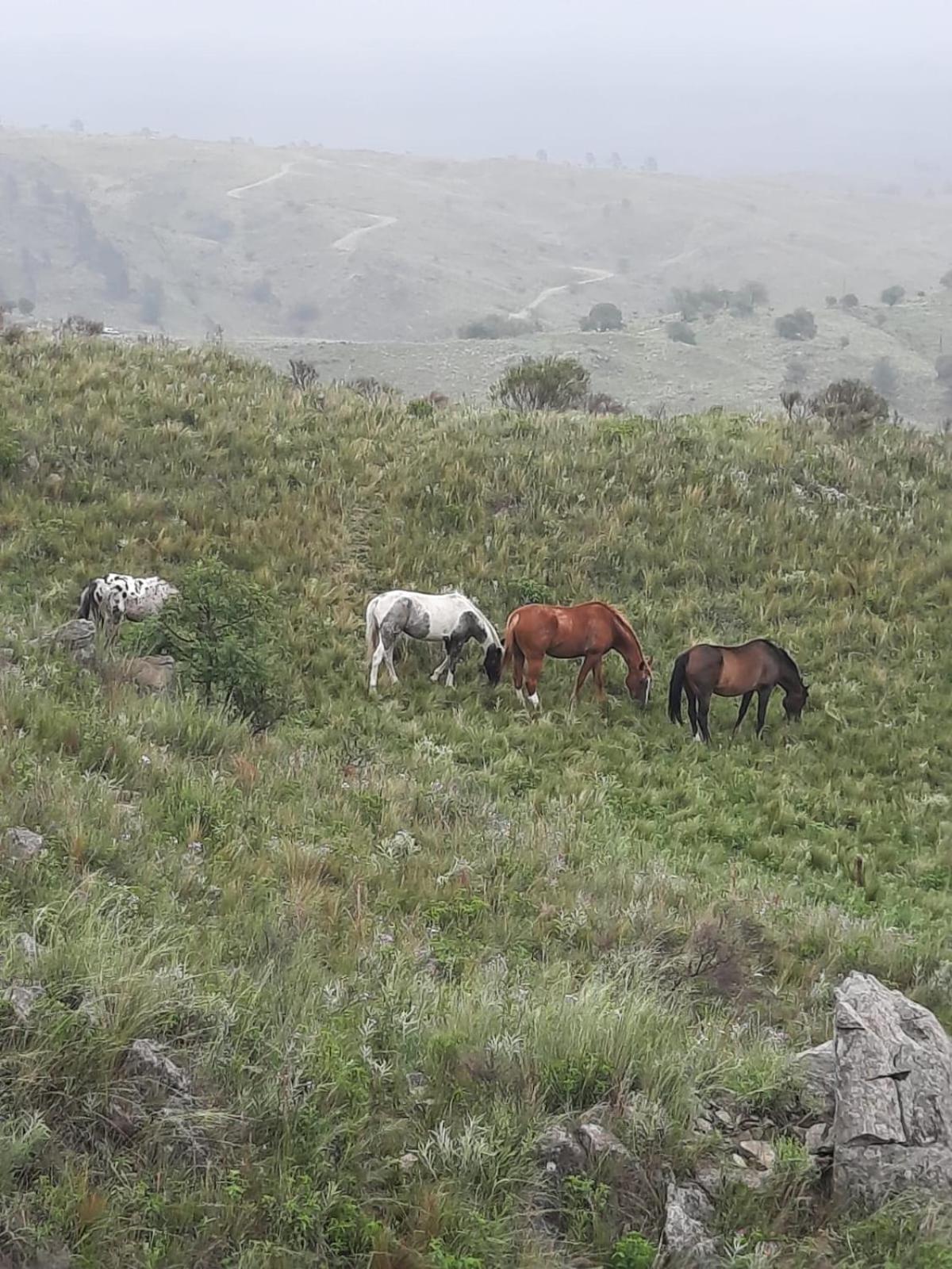 Mirada al Champaqui - Departamento de Montaña