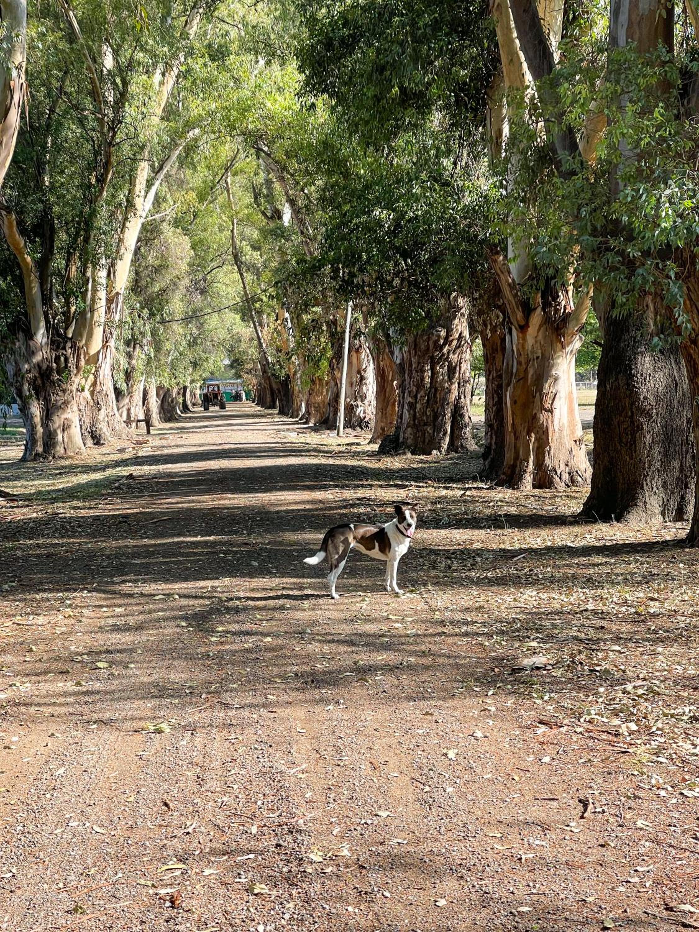 Casa Aguaribay - Paraje Ellerstina