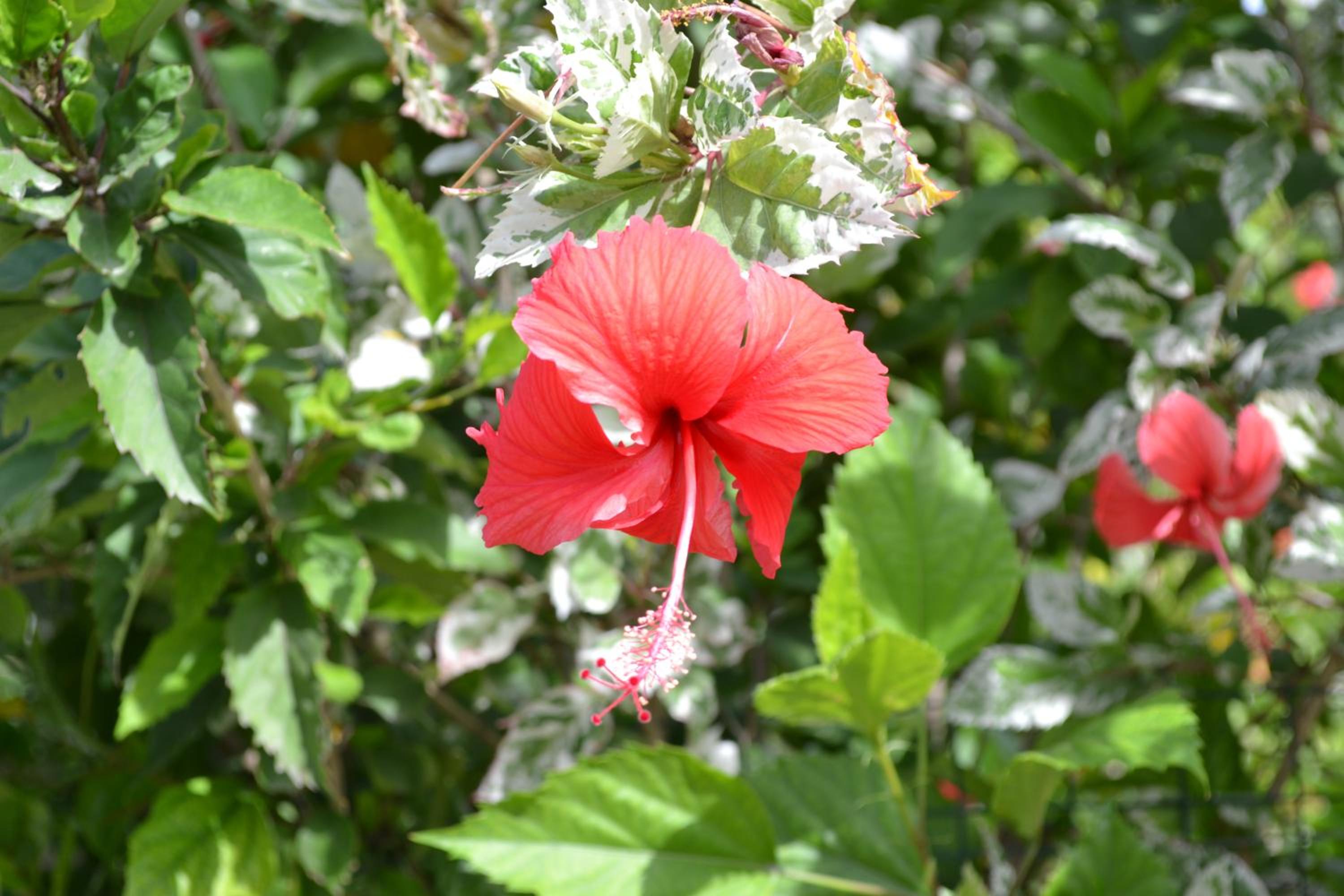 Cabañas Henua Iti