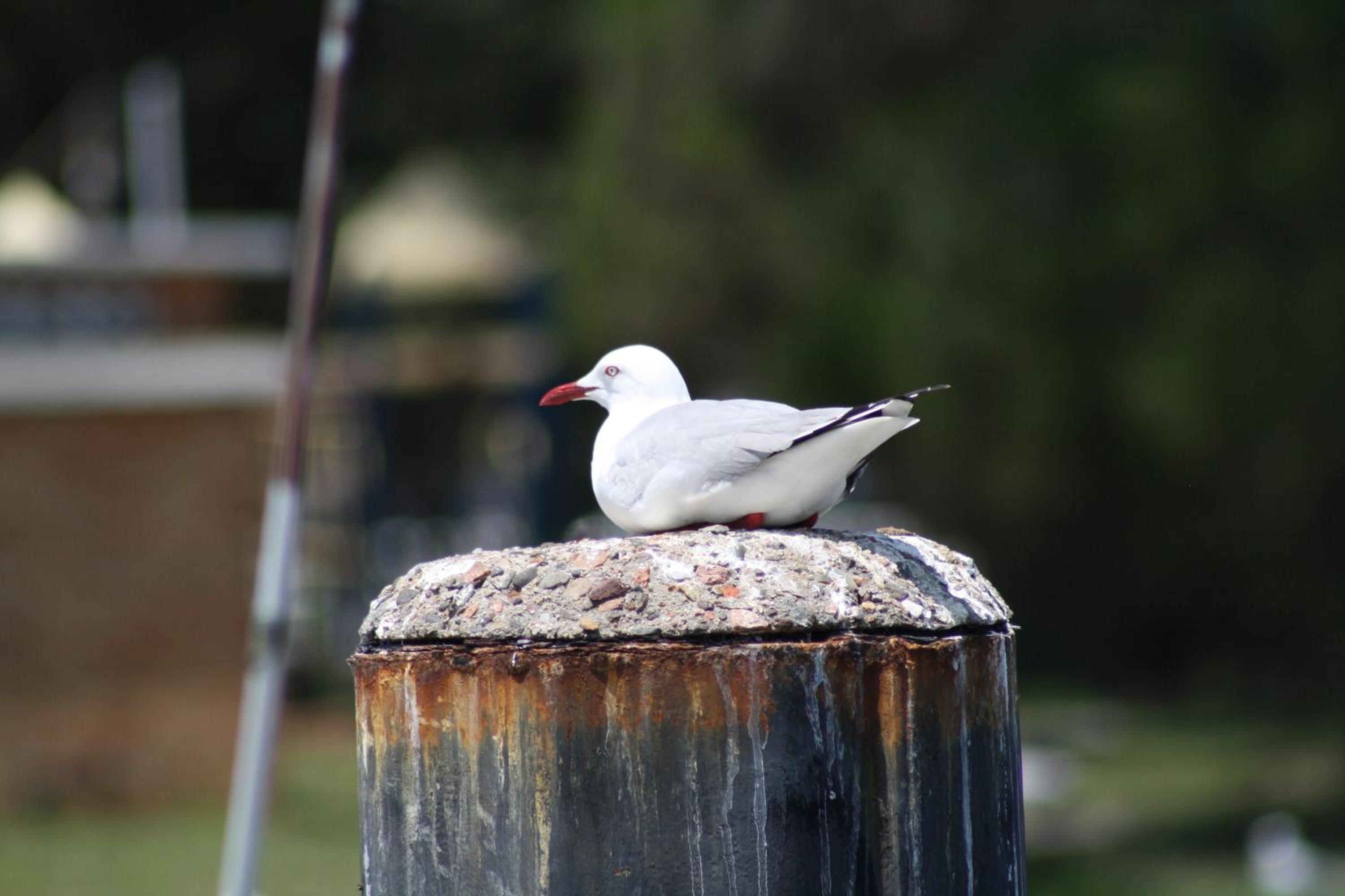 The Peninsular Merimbula