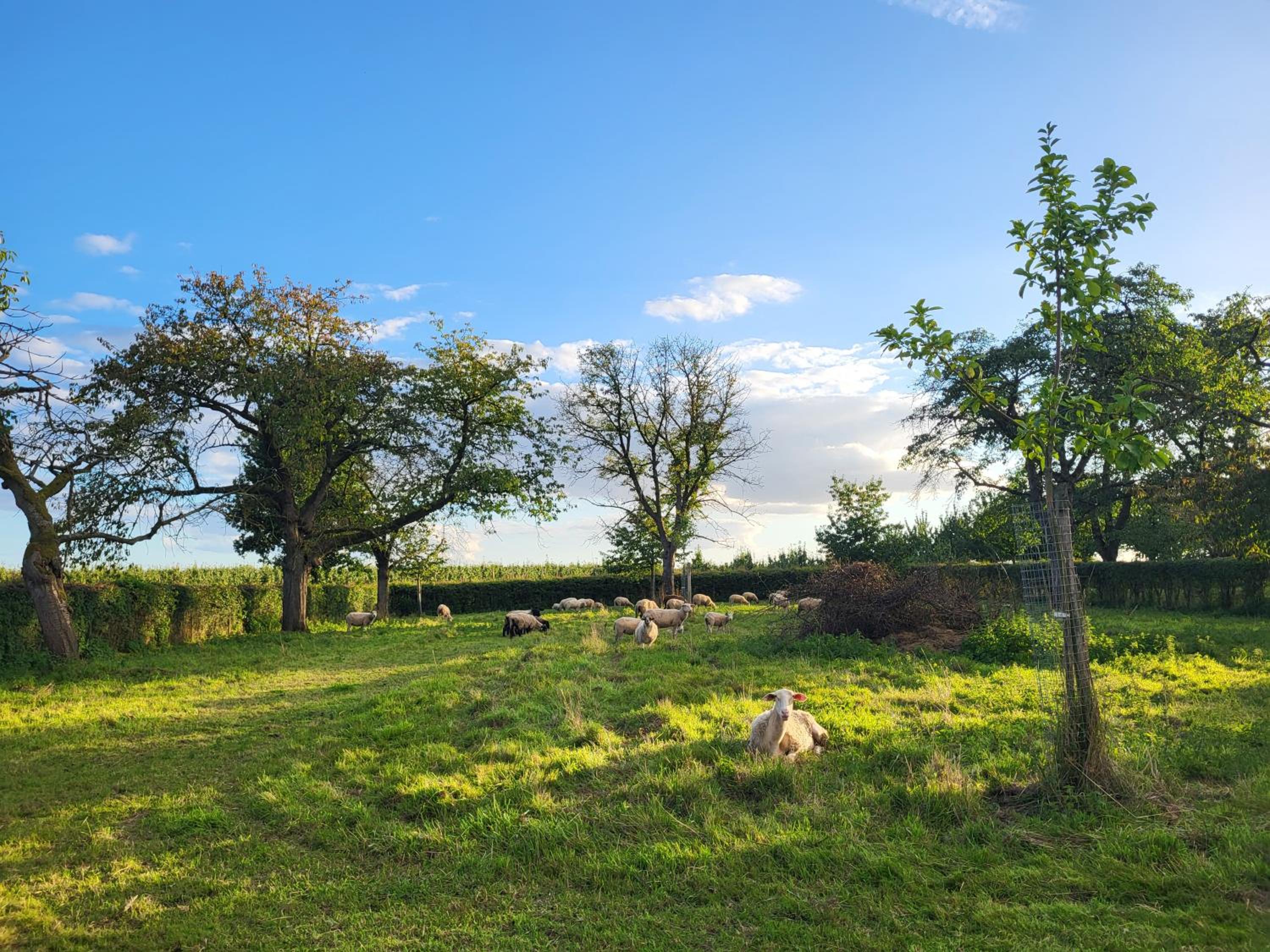 Charming and cosy ART DECO house in old historic farm with private natural pool and gardens with hiking and cycling trails nearby