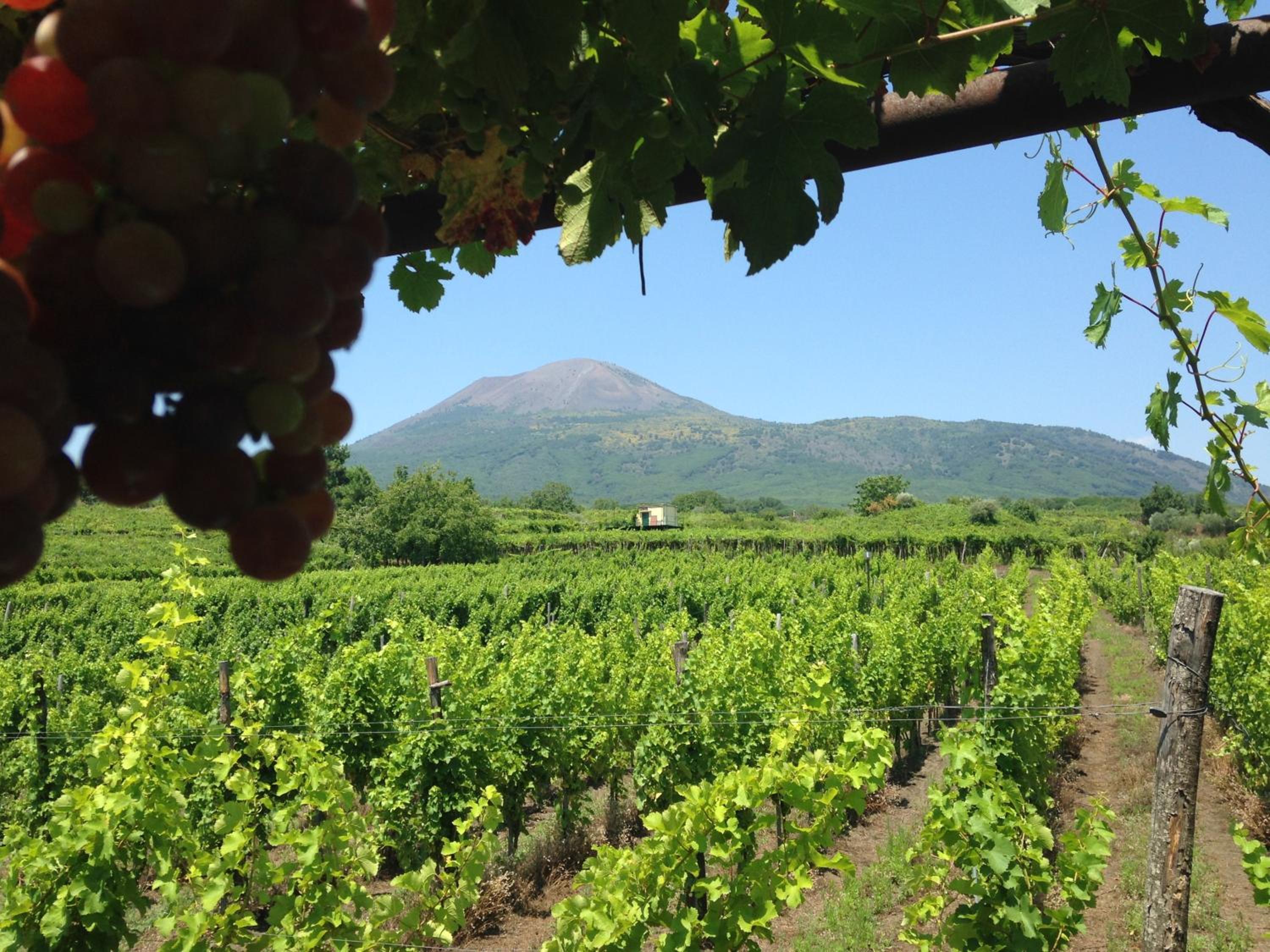Vesuvio Inn Guest House e Wine Experience, photo 37