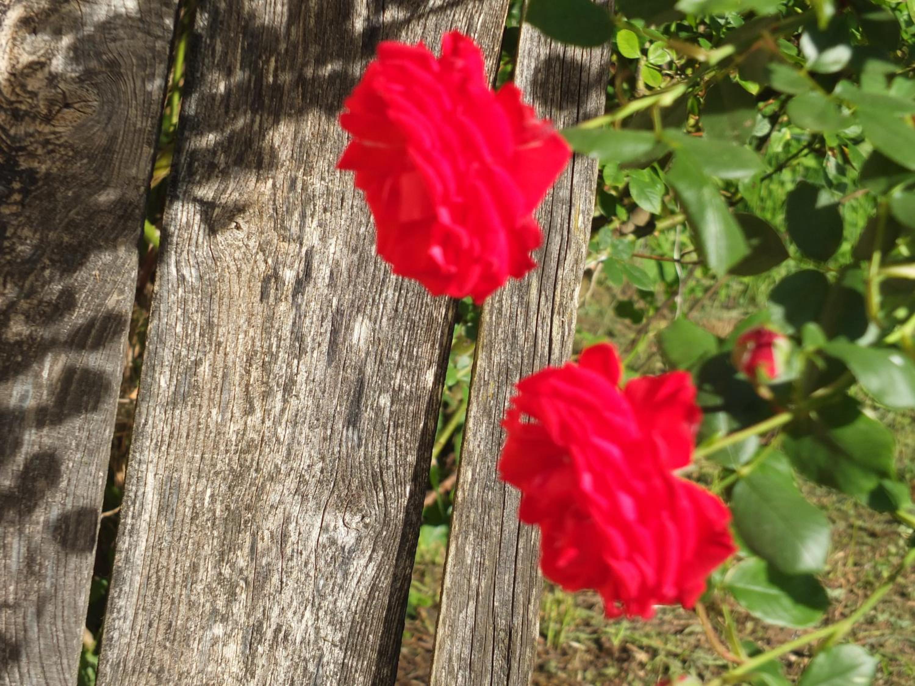 Photo 35