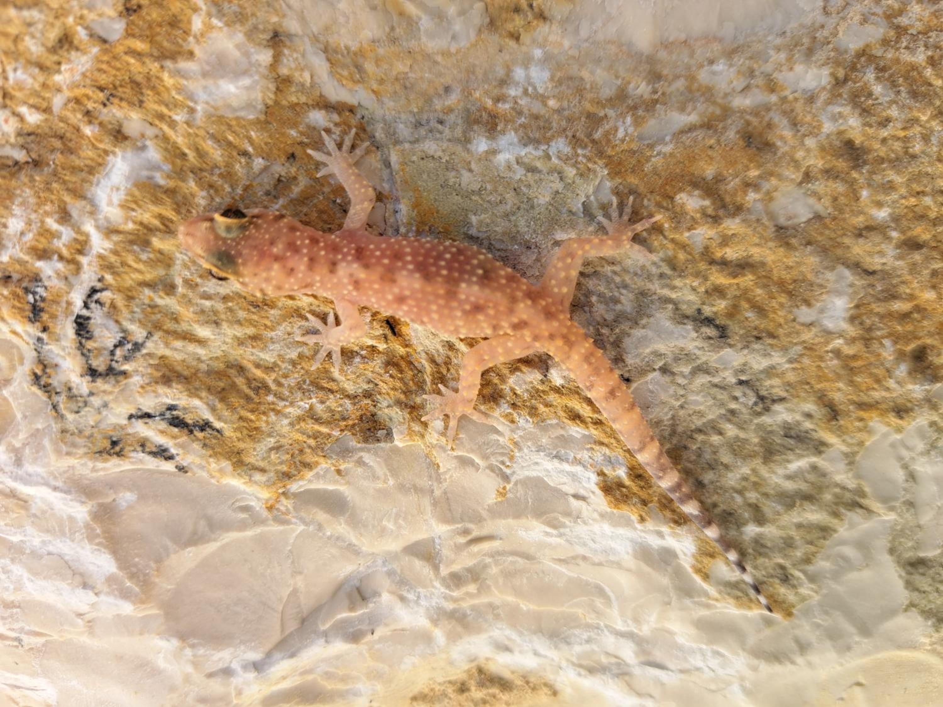 Ferienhaus Gecko