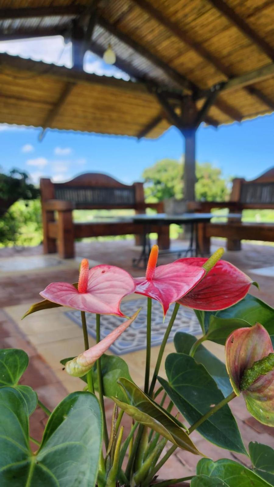 Finca Nuevo Monarca