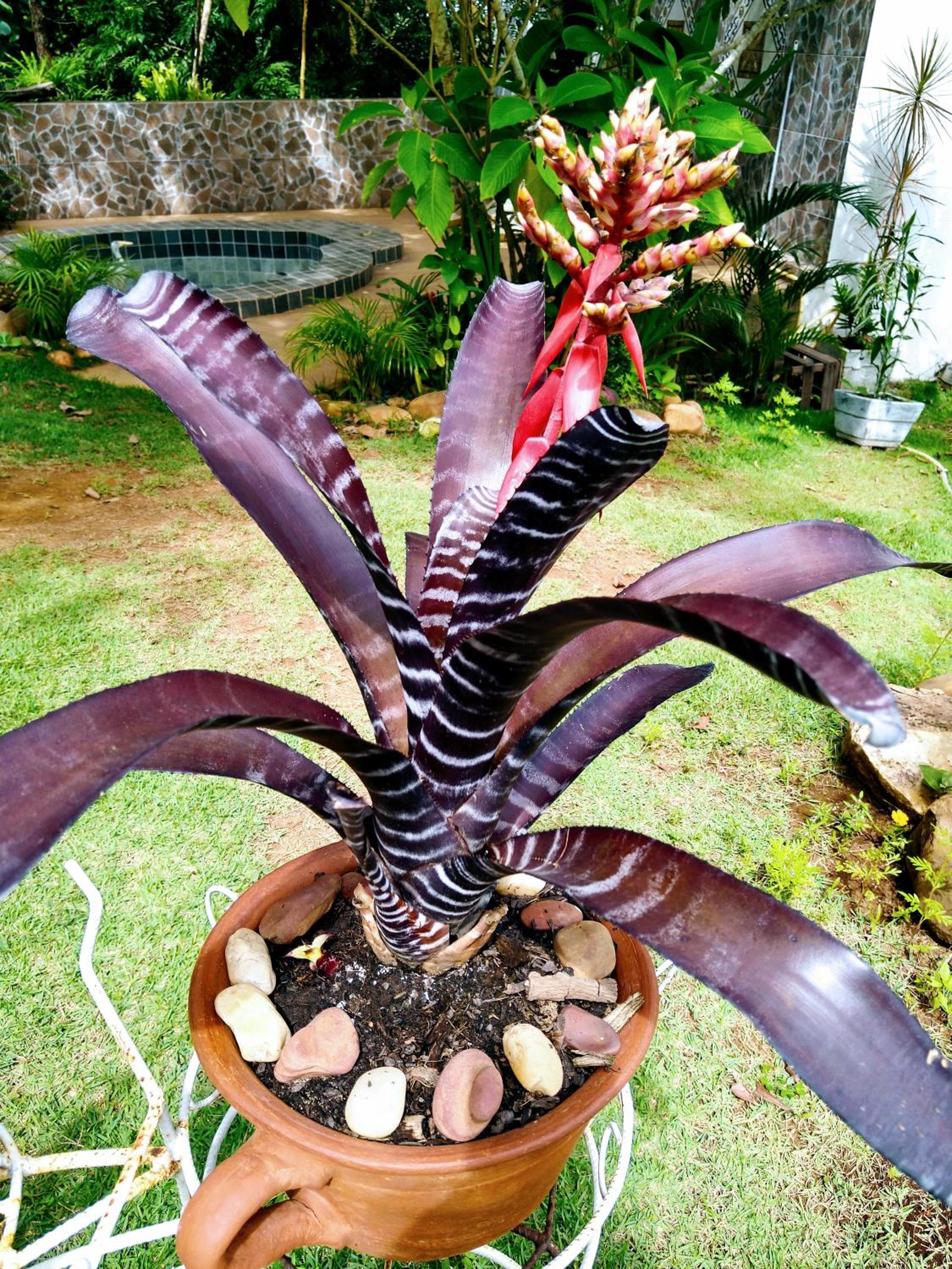 Pousada Recanto Guatambu - Sobrado
