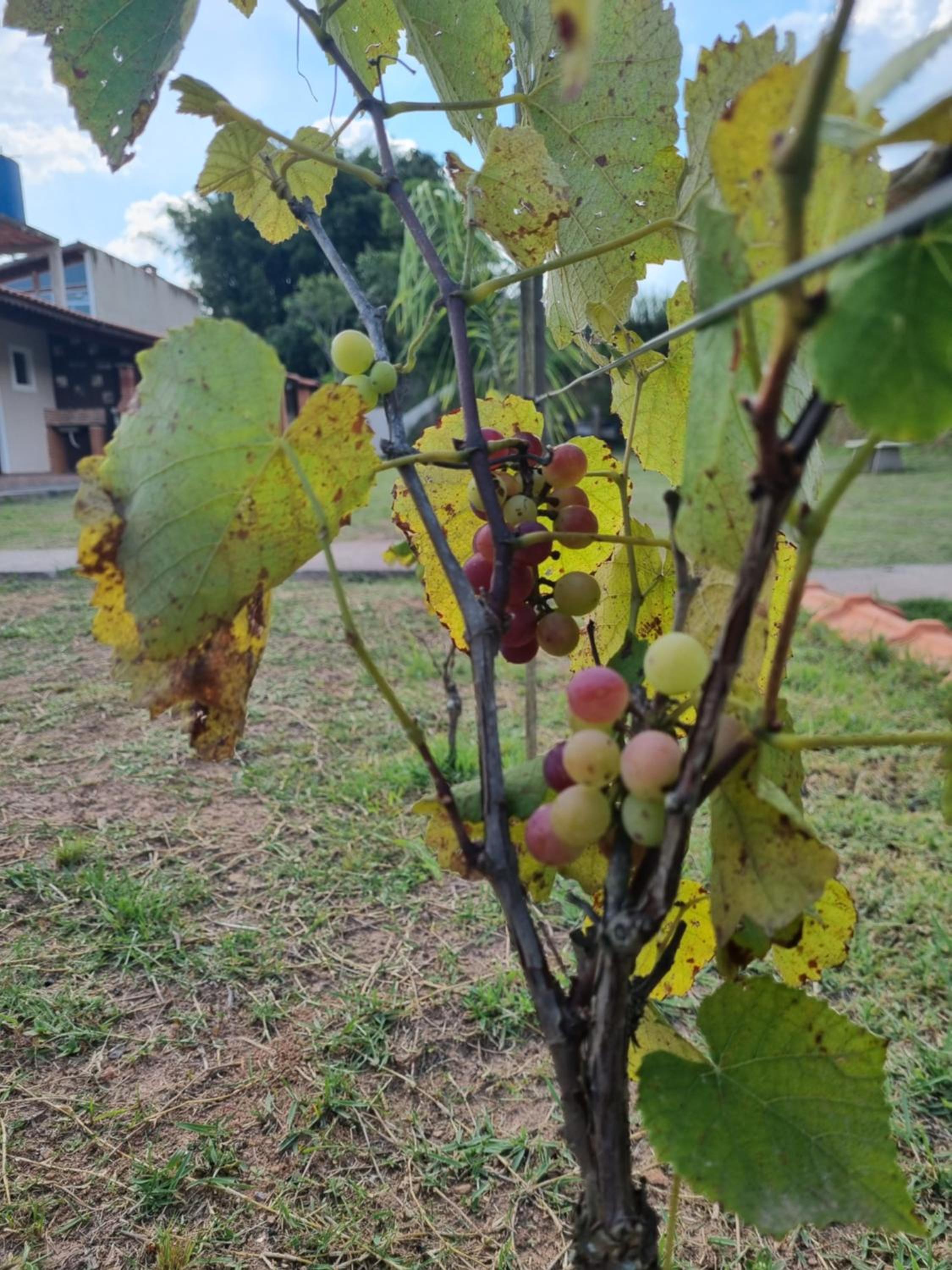 Recanto Videira Rota do Vinho