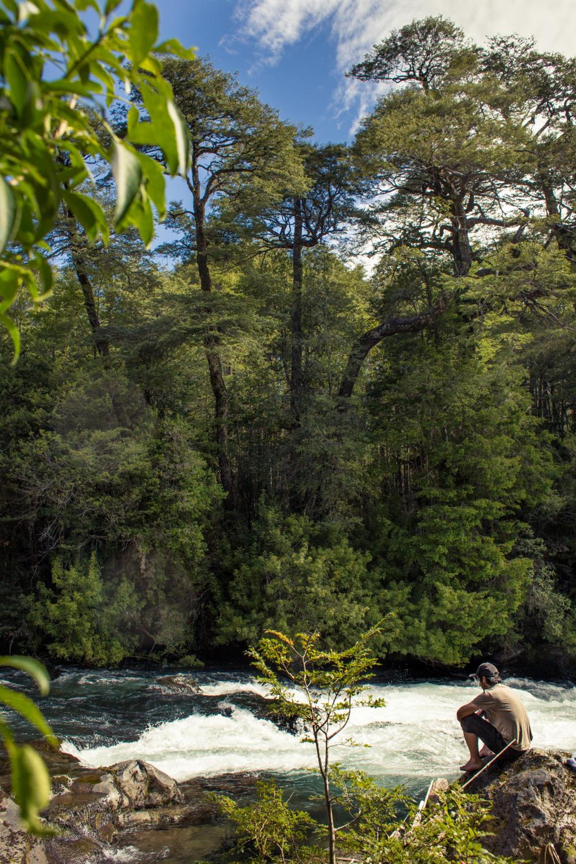 Pucón-Casa Manke-Palguin Alto - Bosque y Río