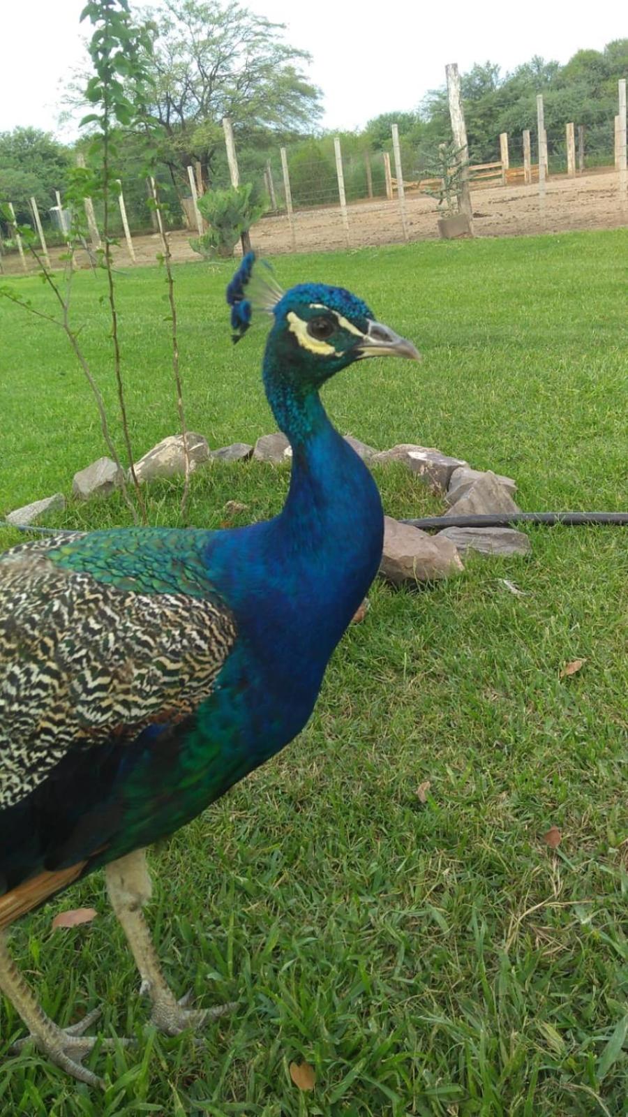 finca granja la soñadita