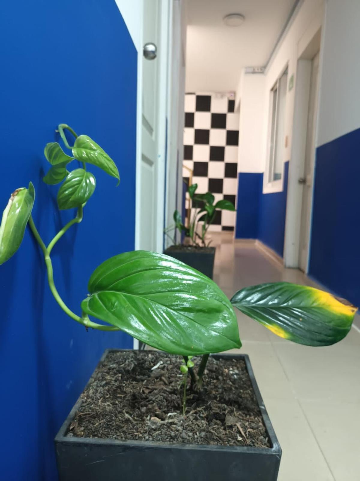 Casa Mango