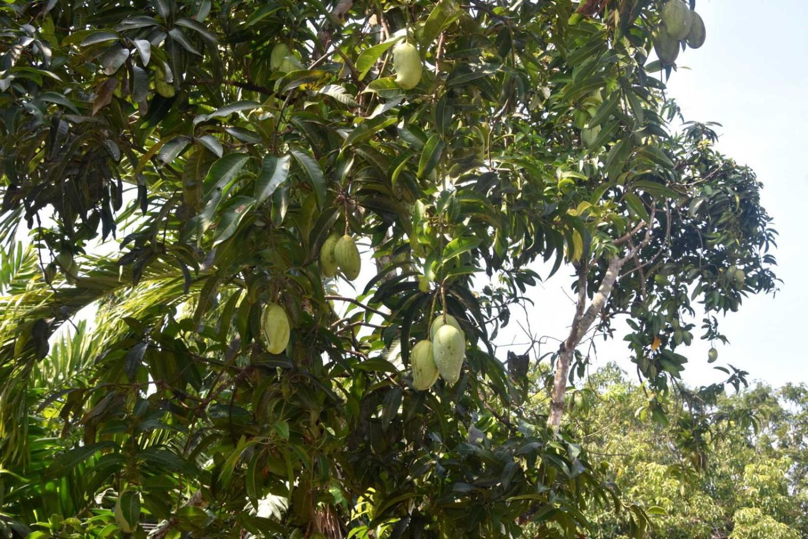 Photo 43