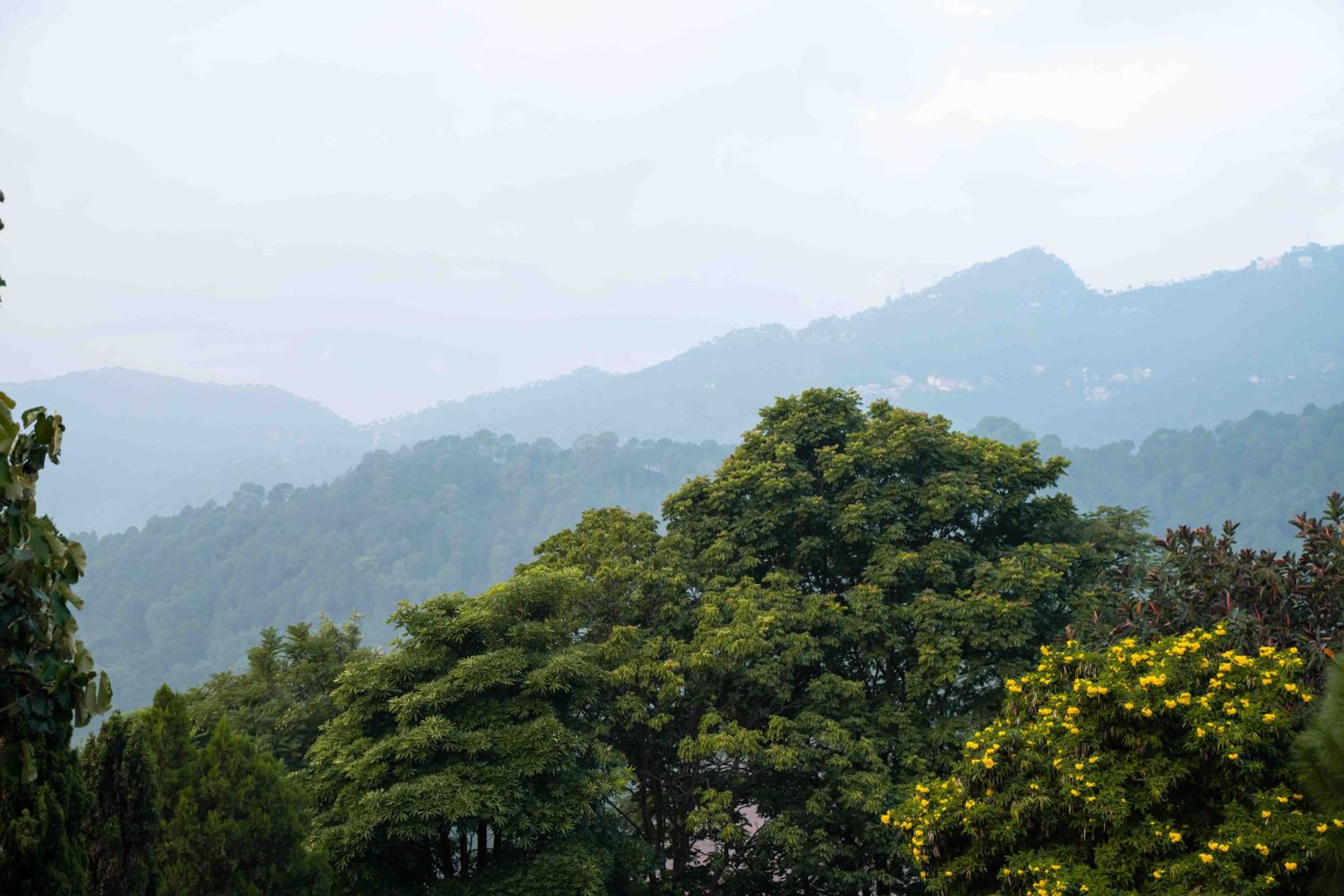The Fern Surya Resort Kasauli Hills, Dharampur, Series by Marriott