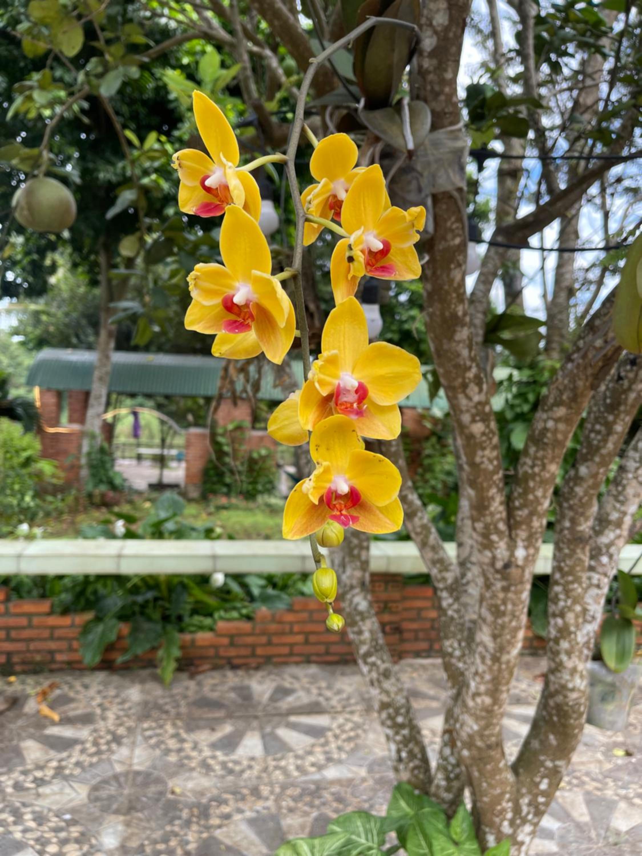 homestay Village garden view 2