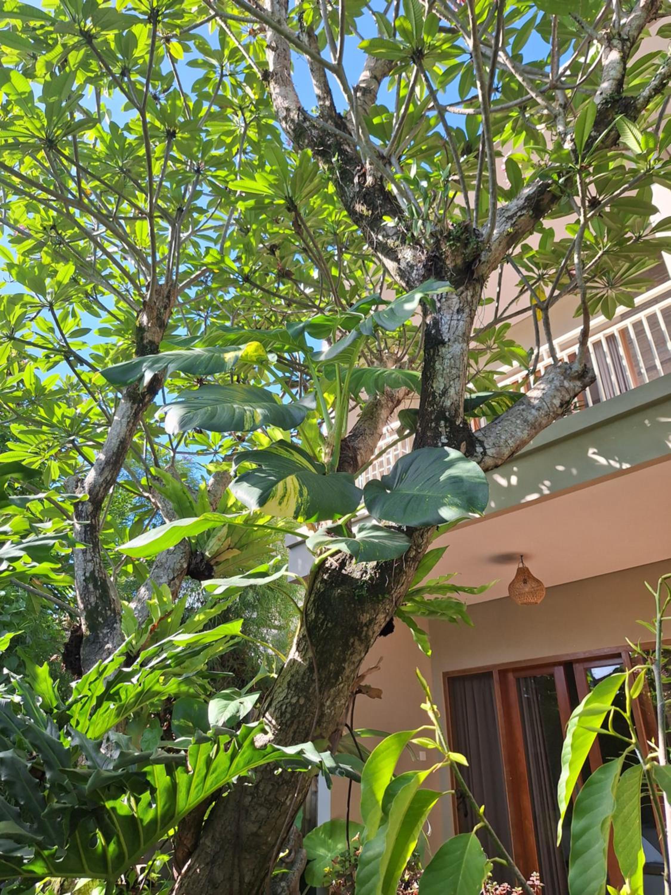 Kasapa Inn