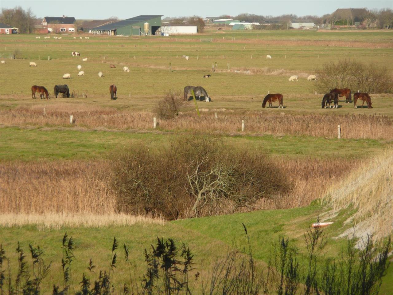 Das Schwalbennest