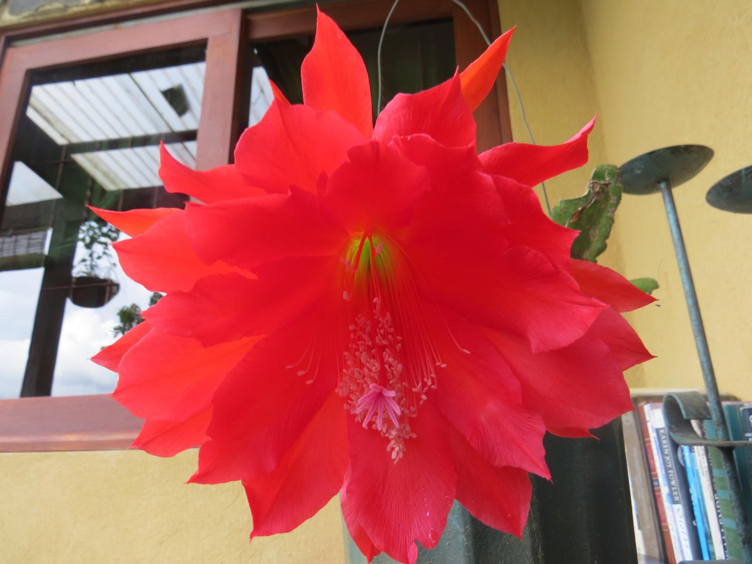 Rinconcito Verde