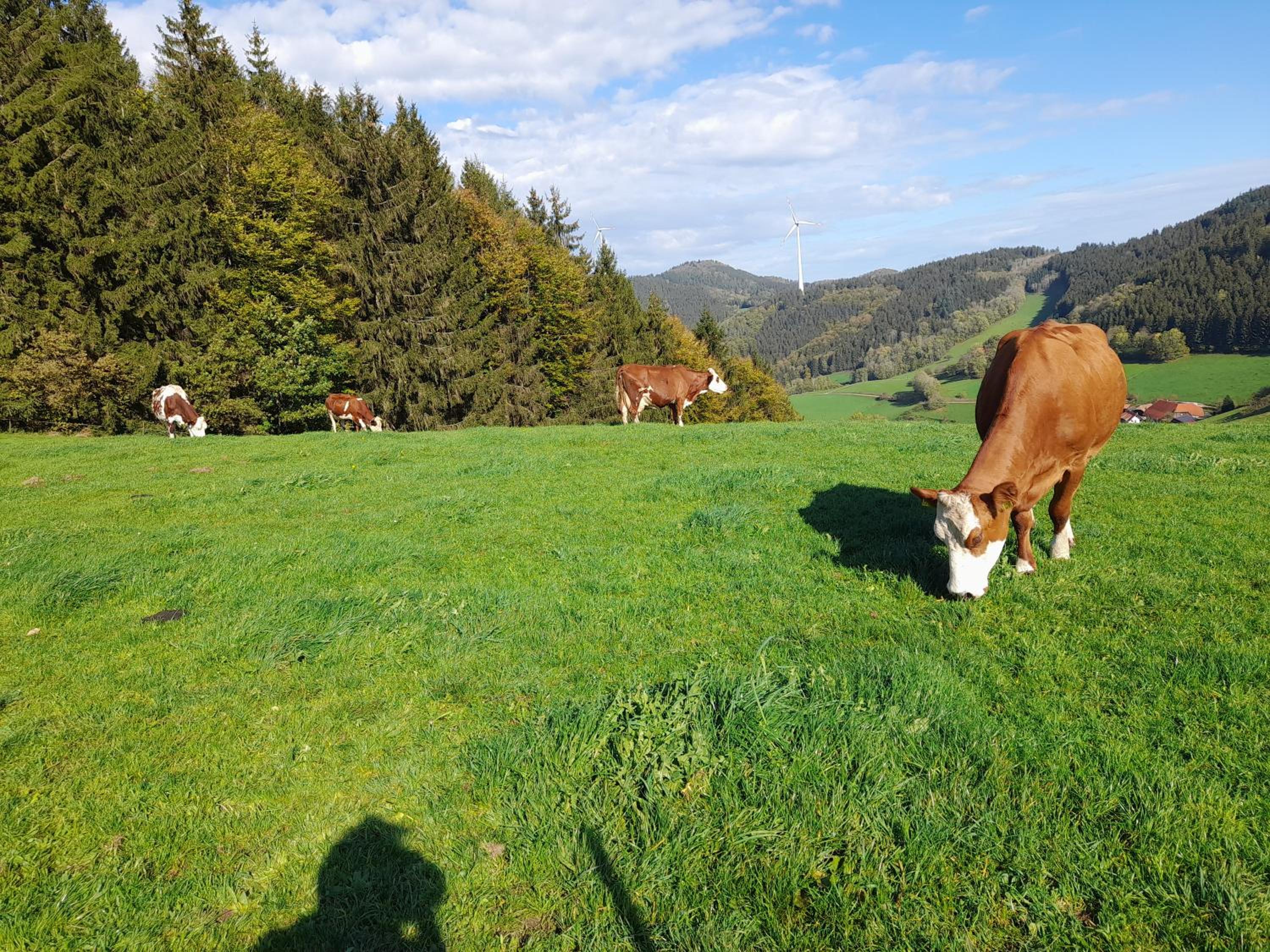 Prinzbachhof