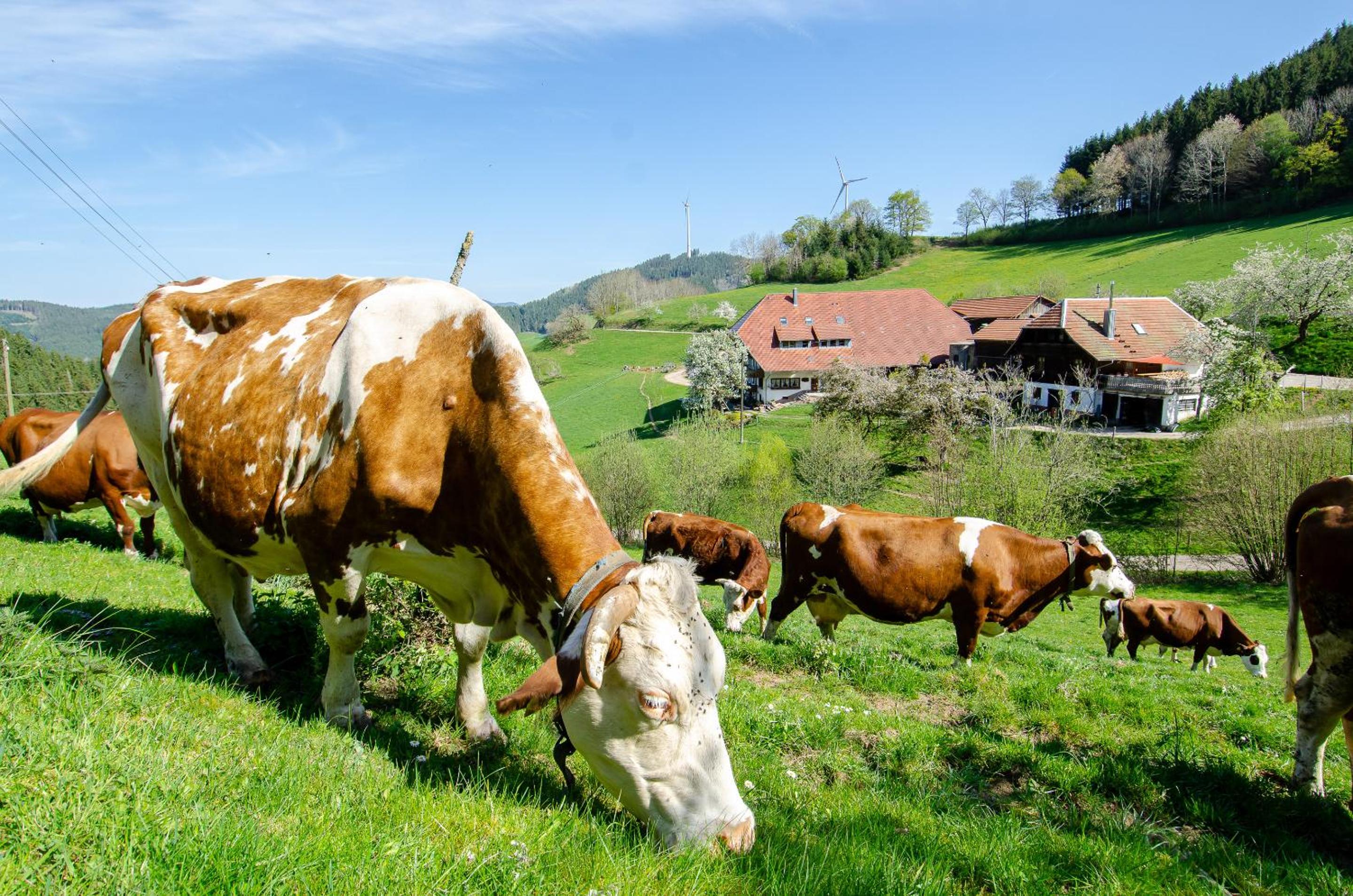 Prinzbachhof