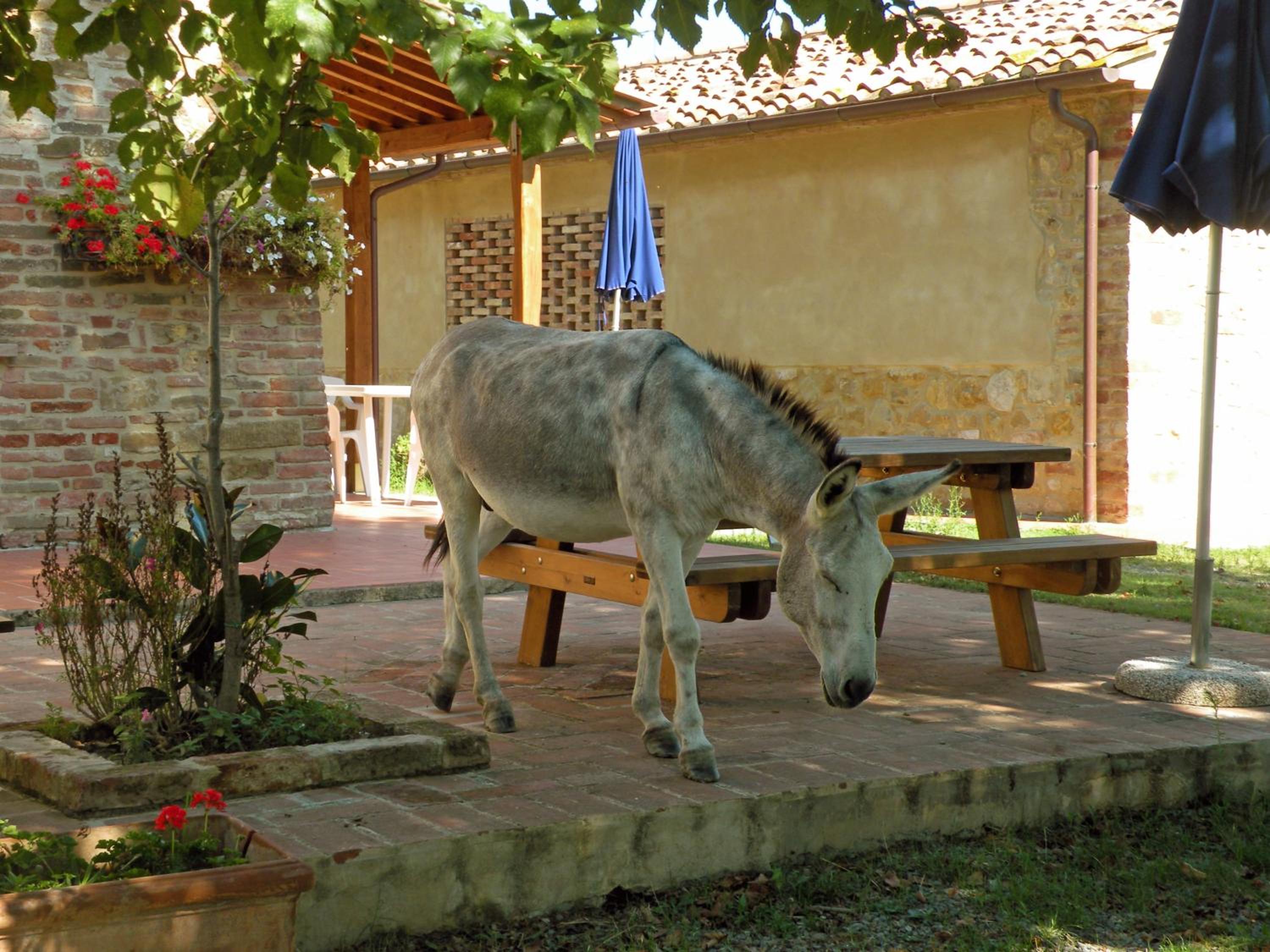 Agriturismo Pelagaccio