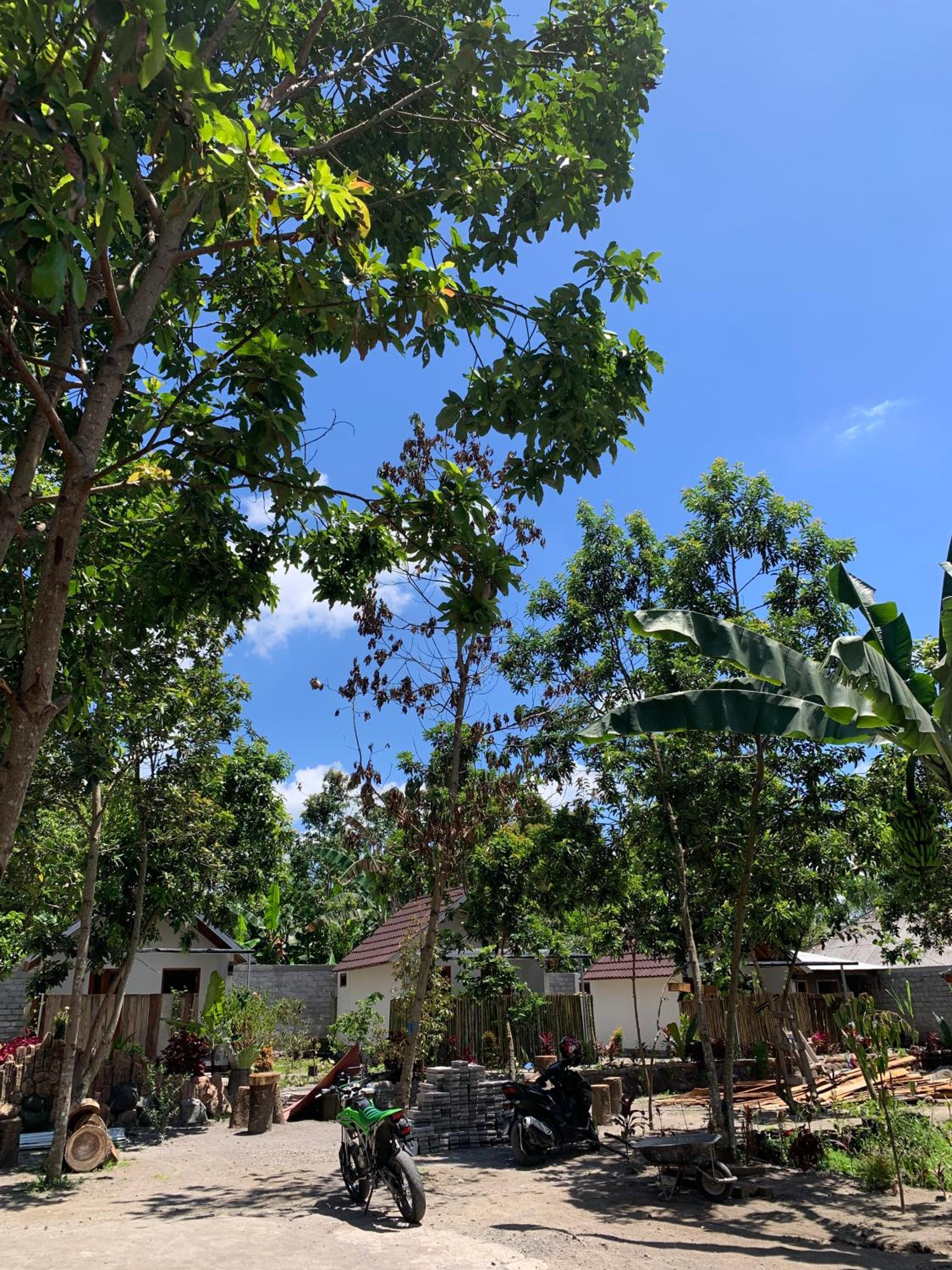 Avocado homestay