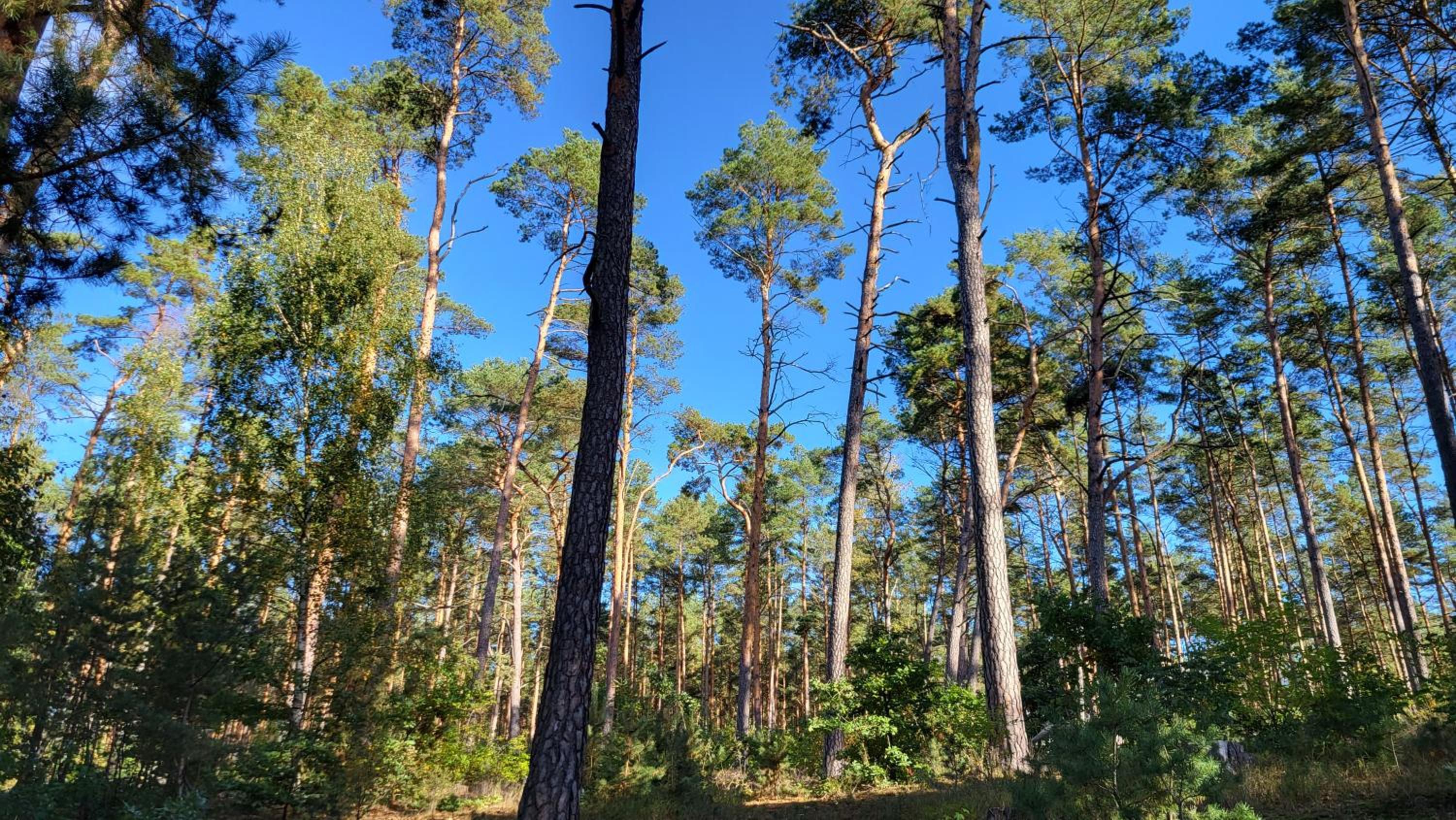 Finnhütte zwischen Wald und See