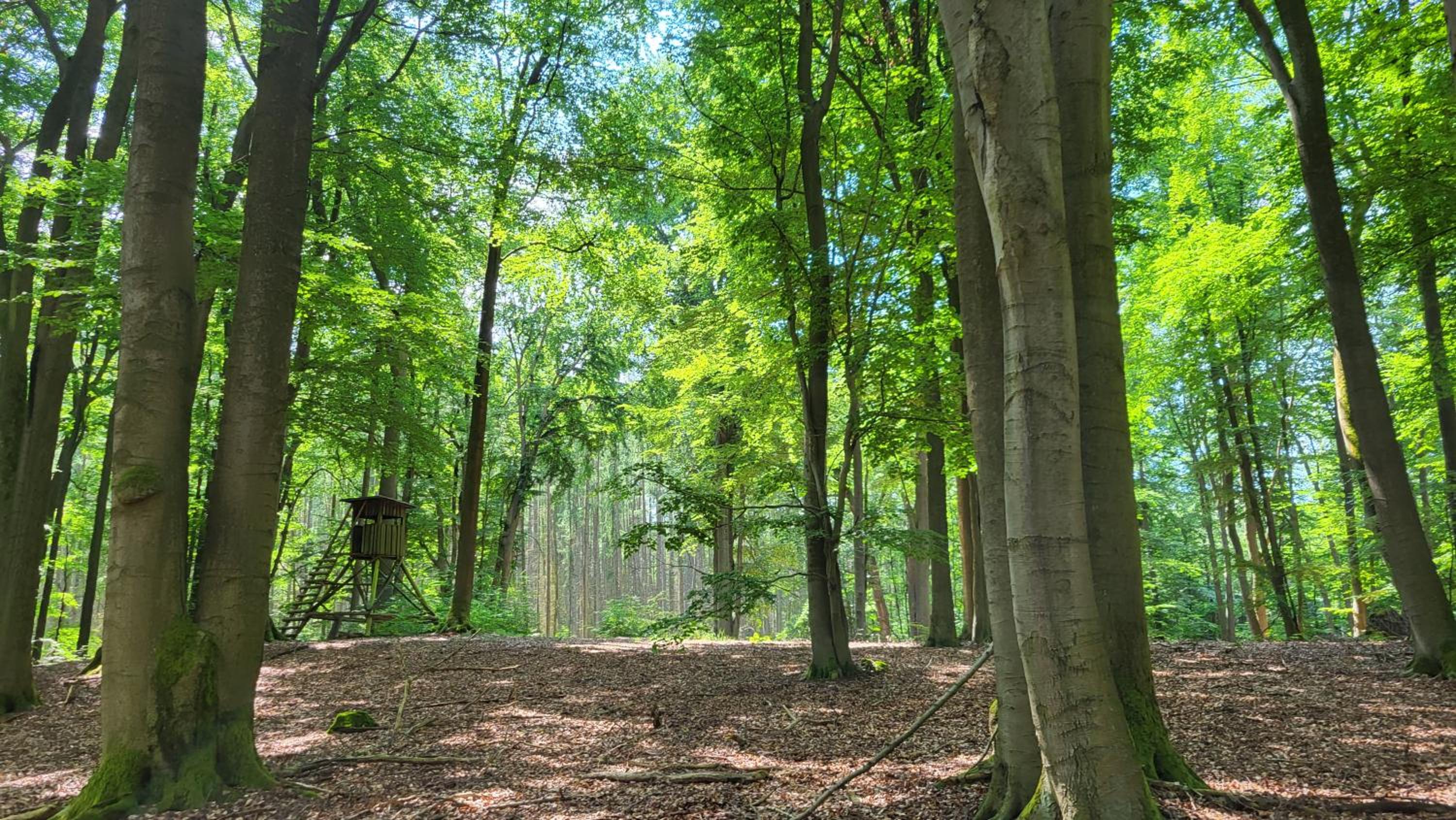 Finnhütte zwischen Wald und See