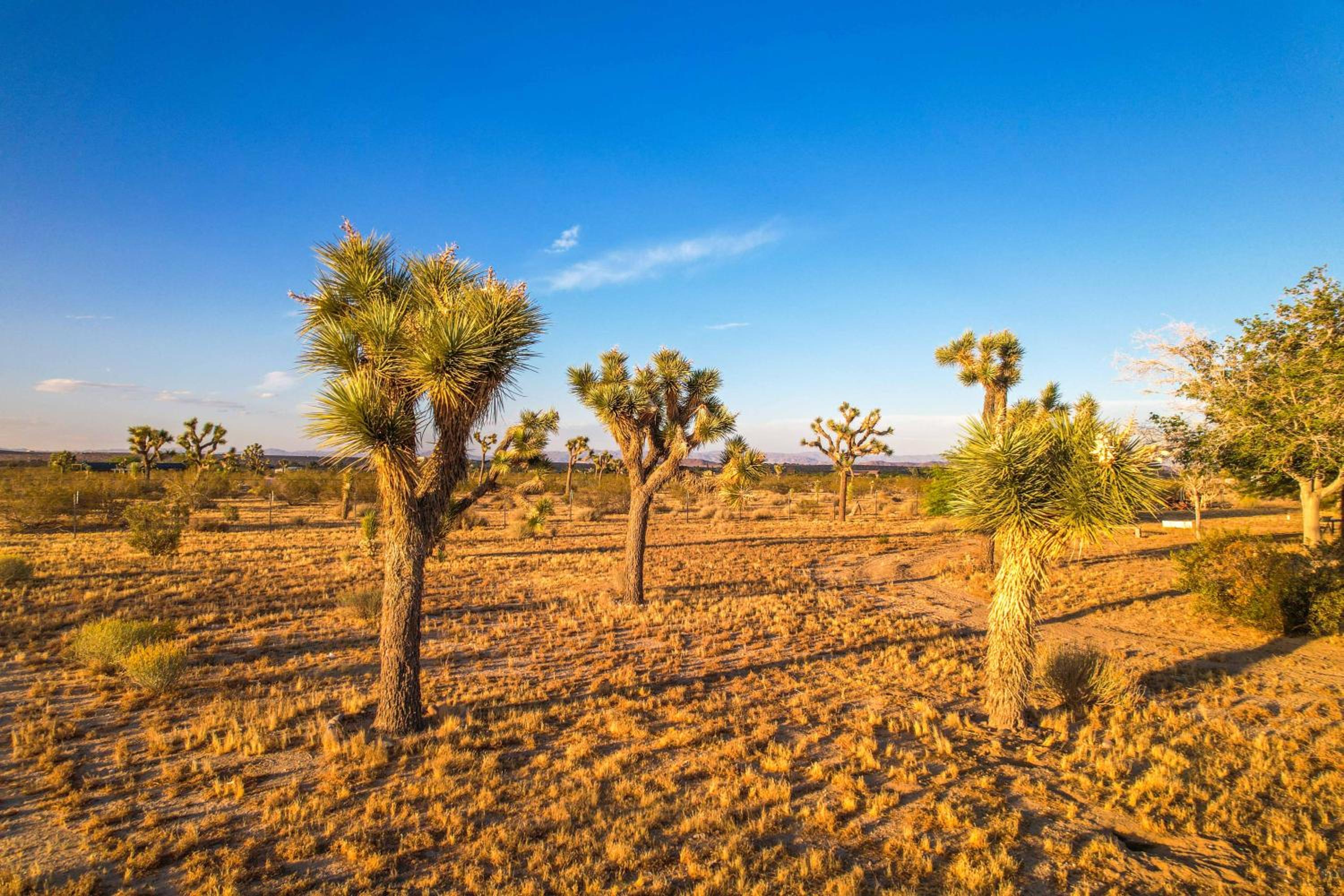 Joshua Tree Villa with Pool & Hot Tub - 20 Acres, Game Room, Near National Park