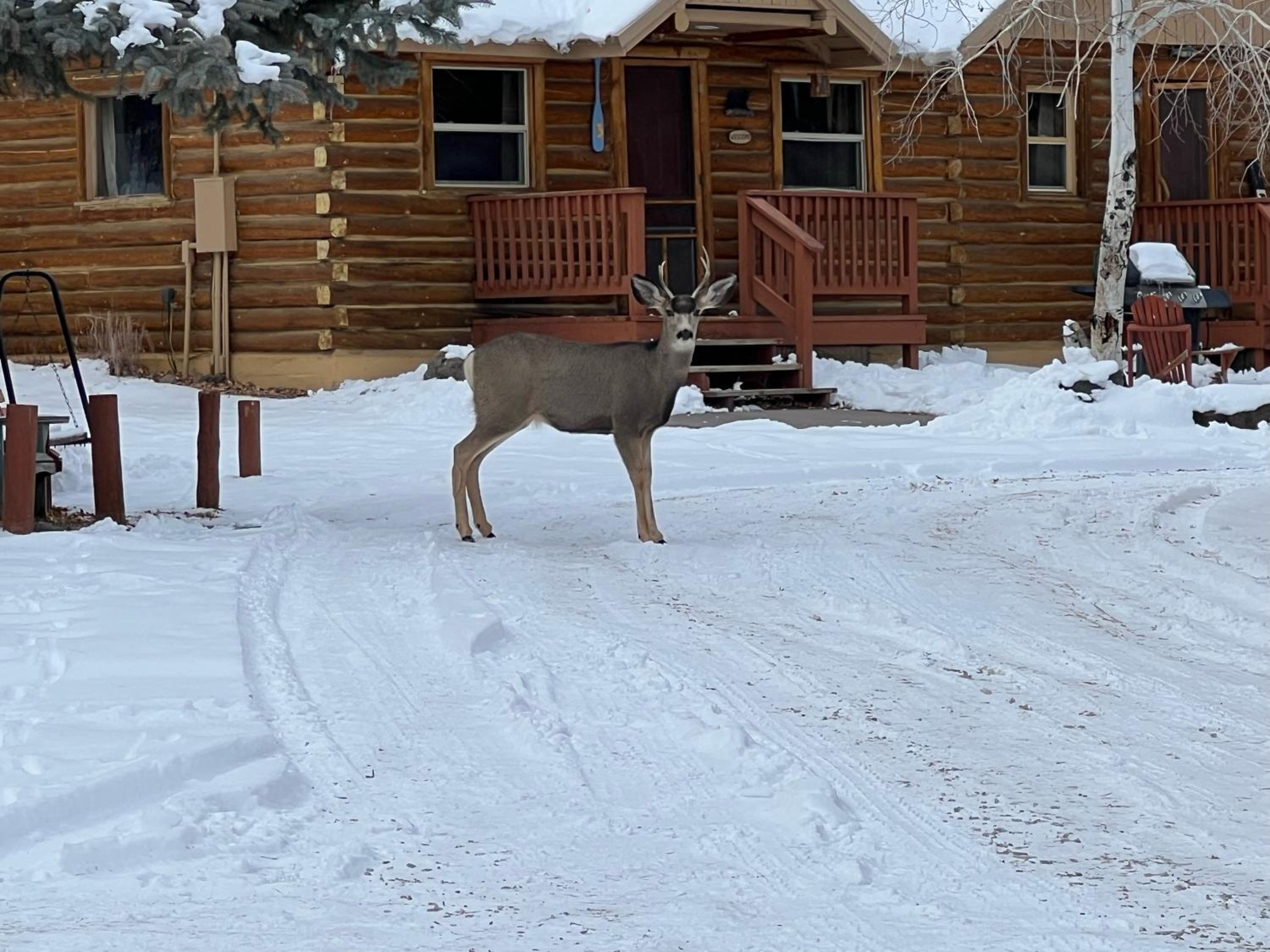 Ute Bluff Lodge, Cabins and RV park