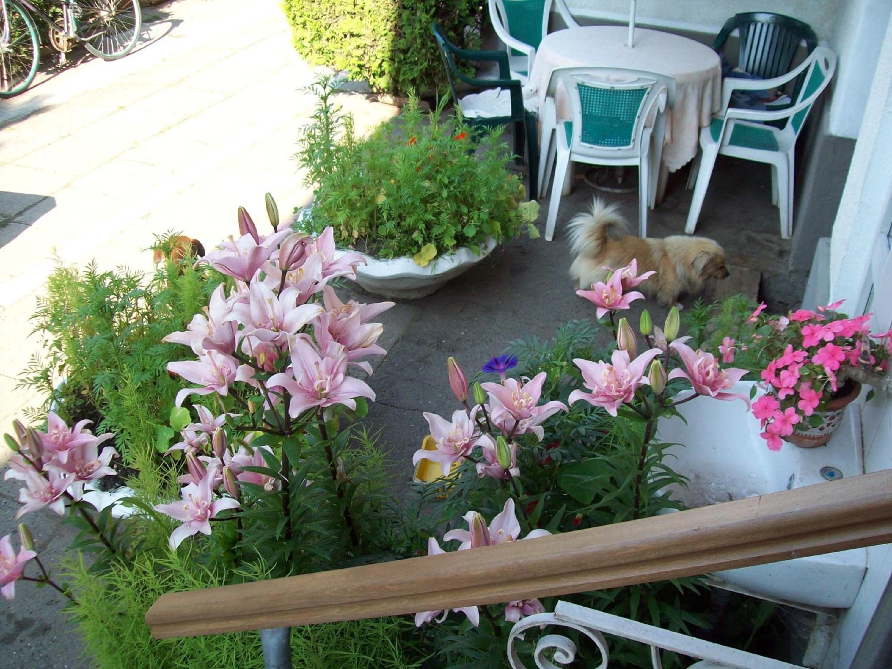 Pensiunea Magnolia view 2
