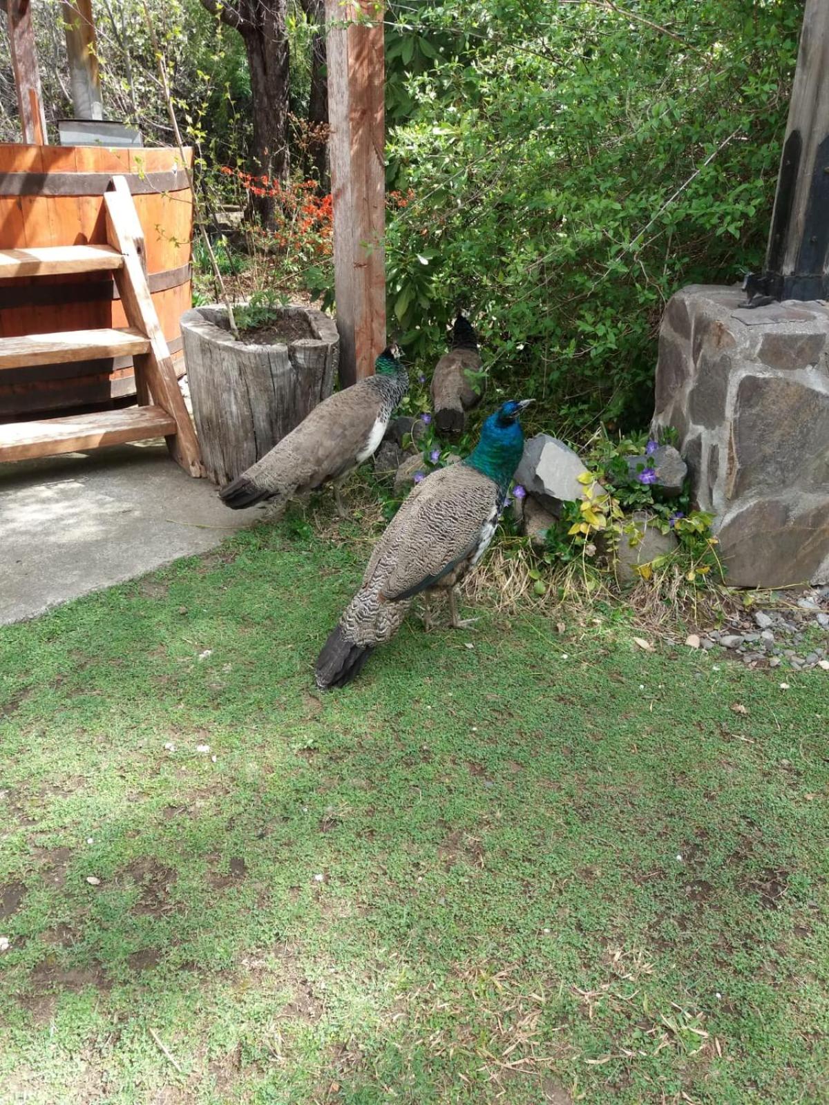 Photo 41