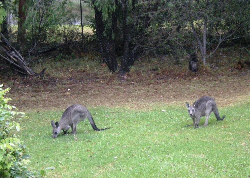 Wombatalla