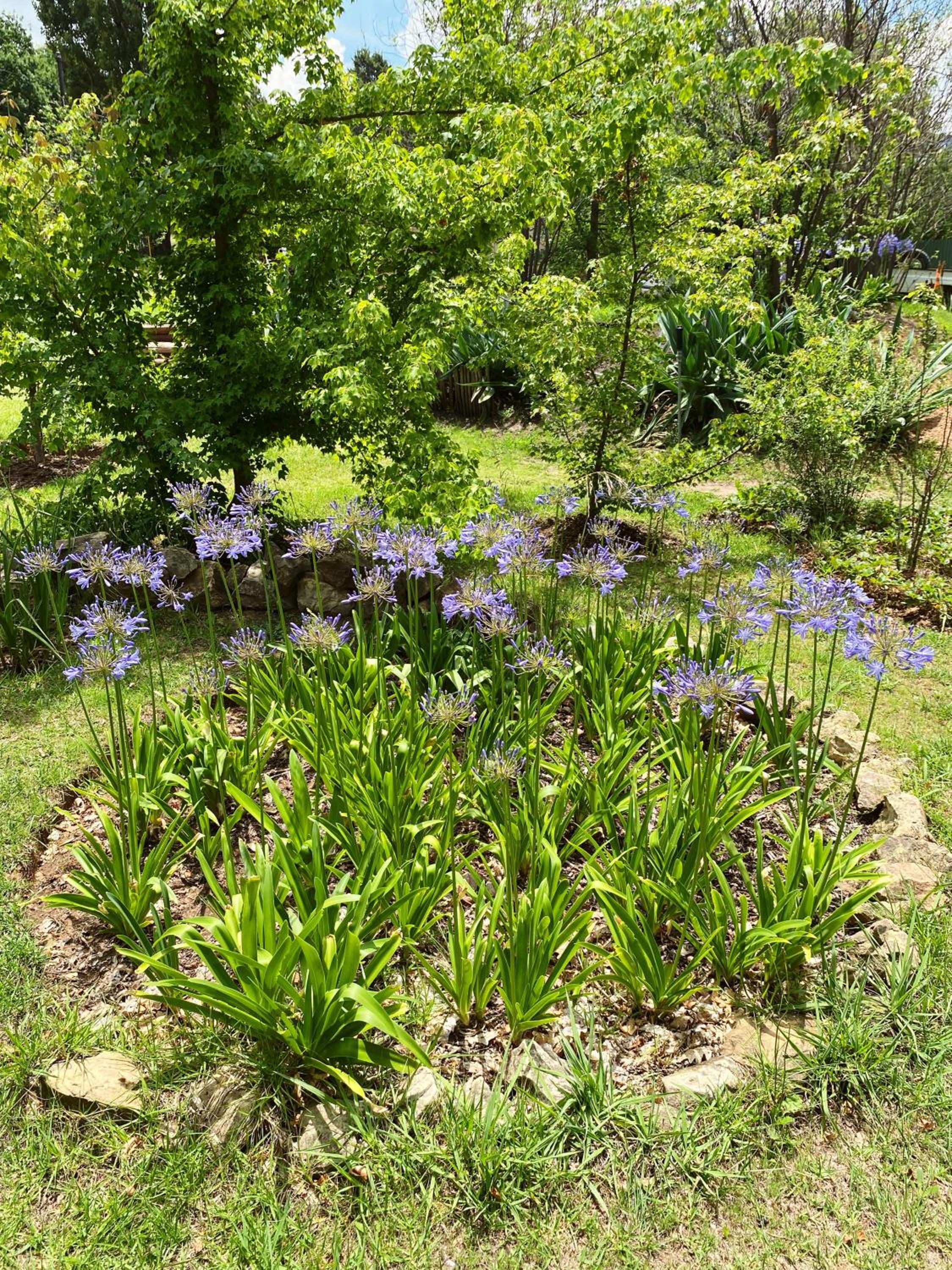 Collett House and Lavender Cottage view 5