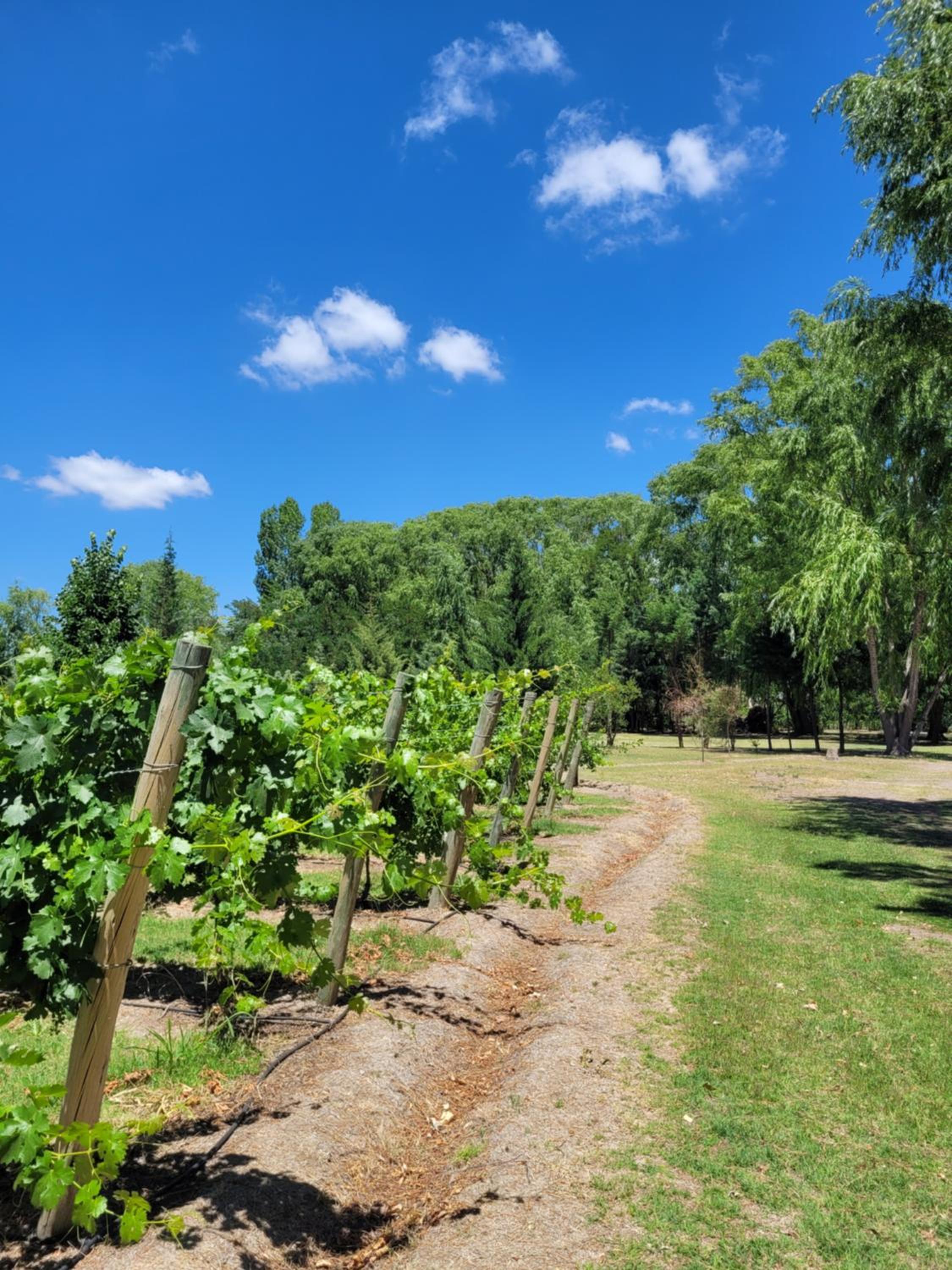 Finca La Saucina Casa de Campo