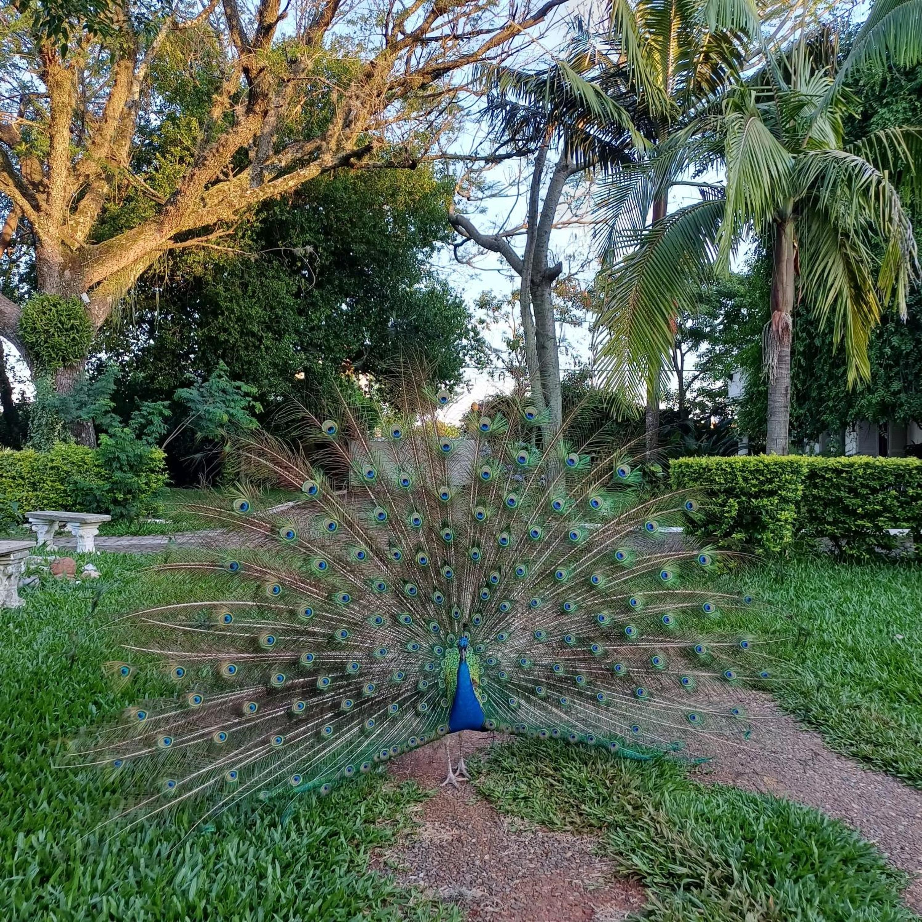 Chácara Rosa Cortiana